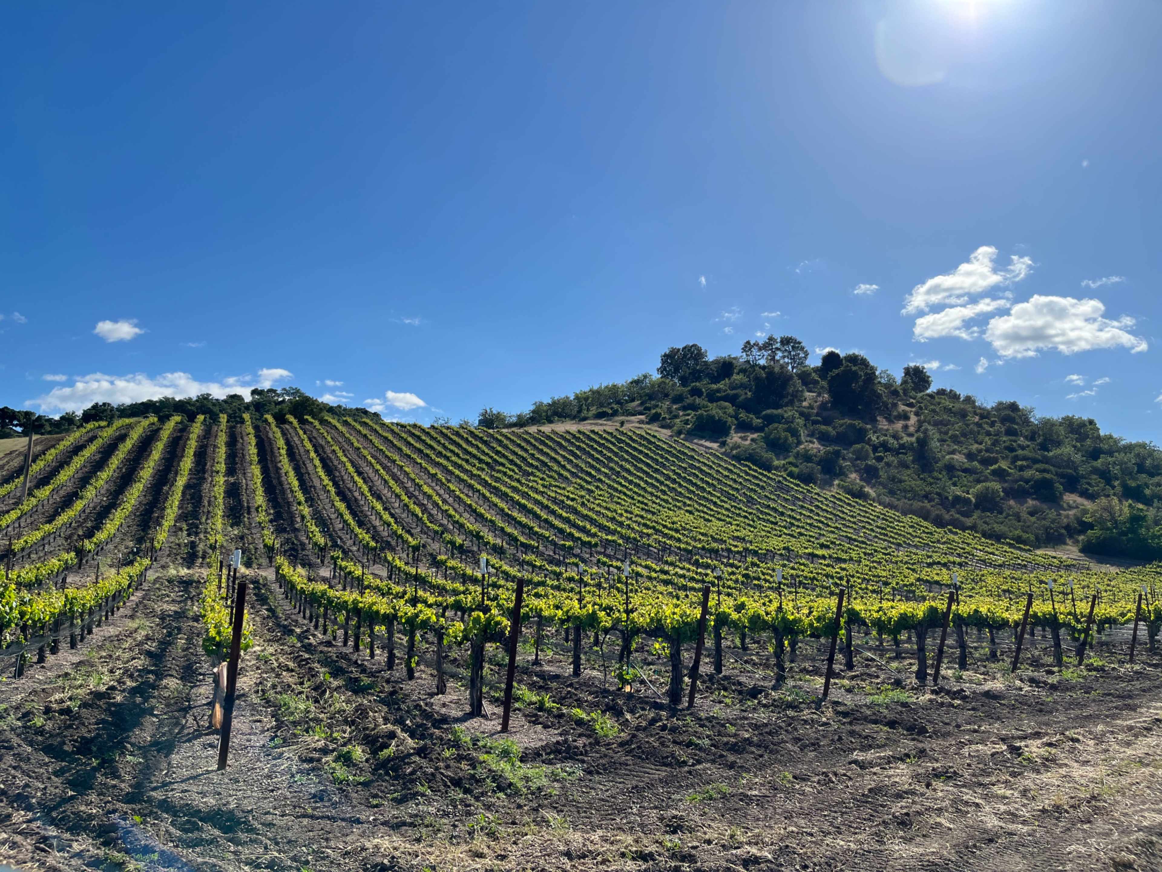 A vineyard with rows of grapevines planted on a sloped hillside under a clear blue sky.