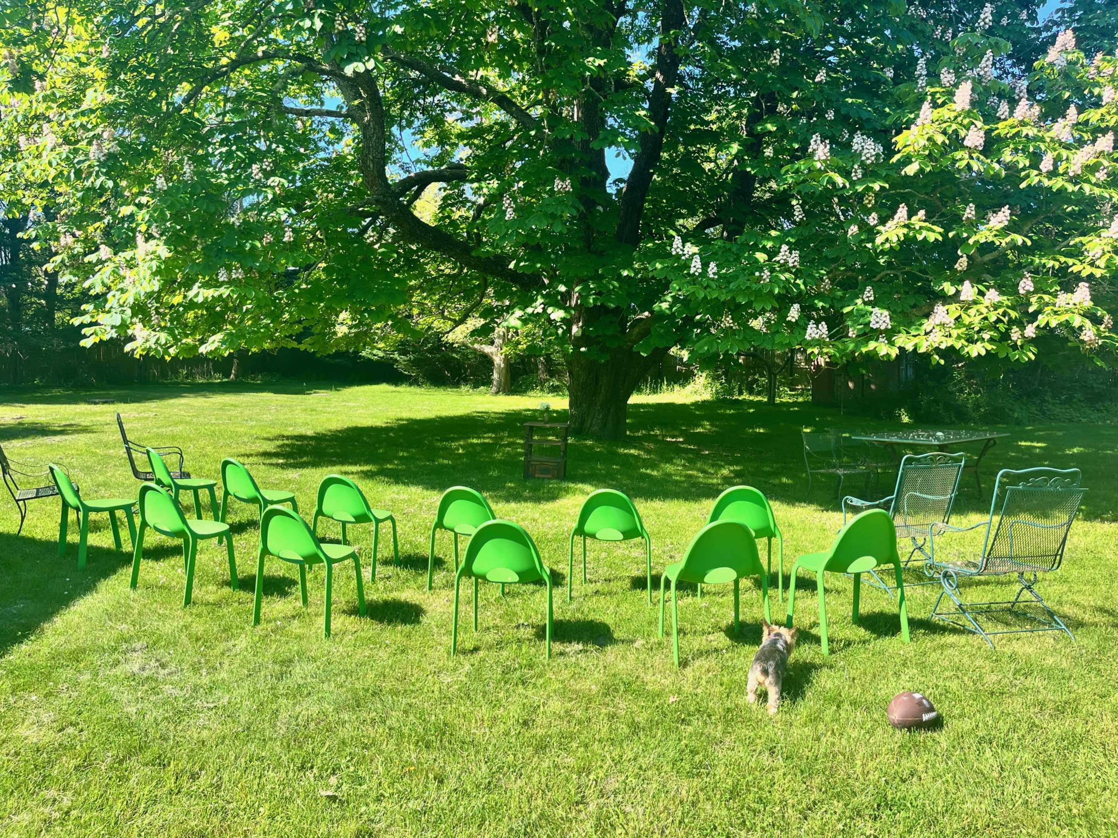 A row of green chairs is arranged on a grassy field under a large tree, with a small dog and a brown football nearby.
