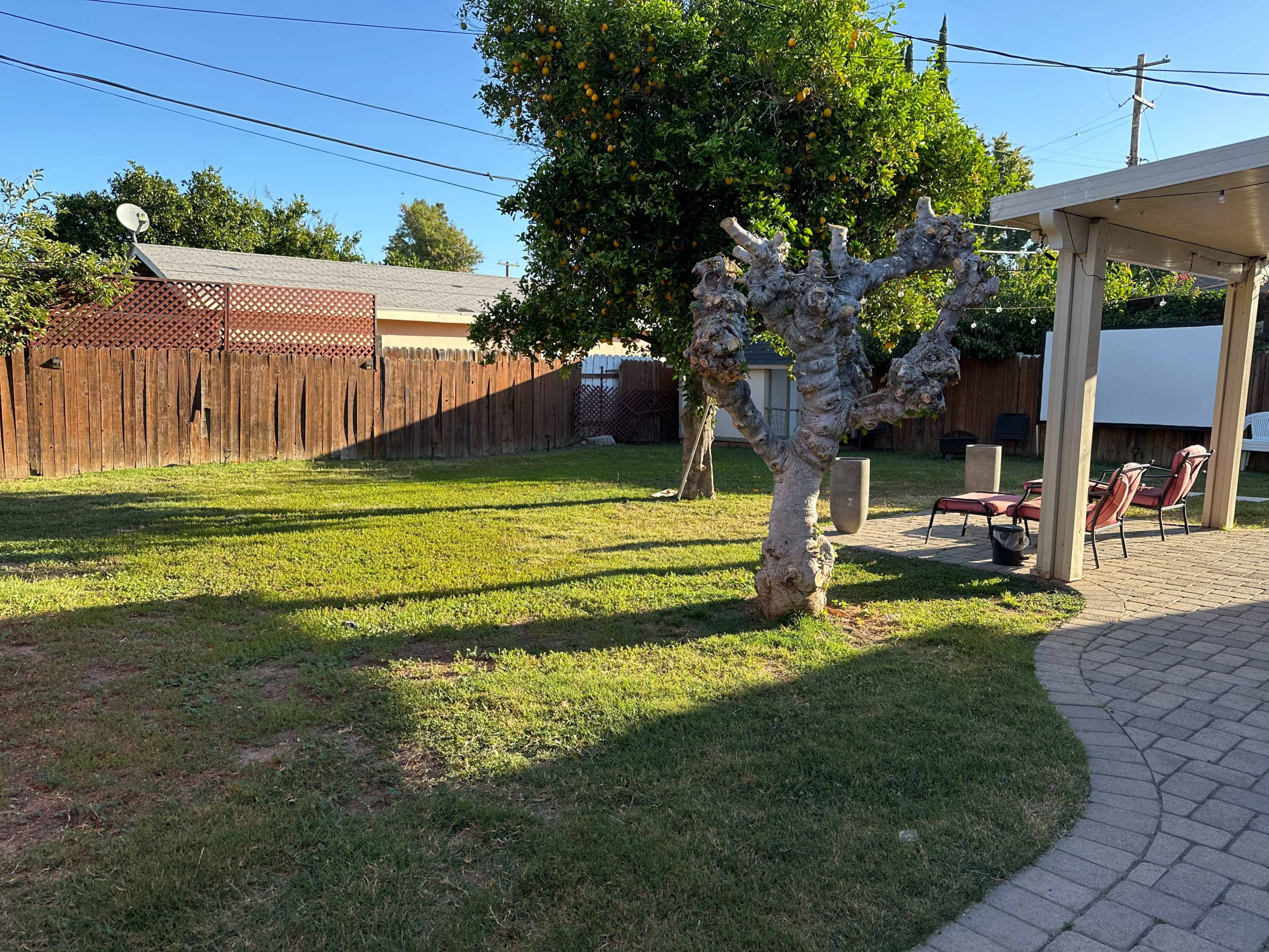 A backyard with a tree, green grass, a patio area, and a wooden fence in the background.