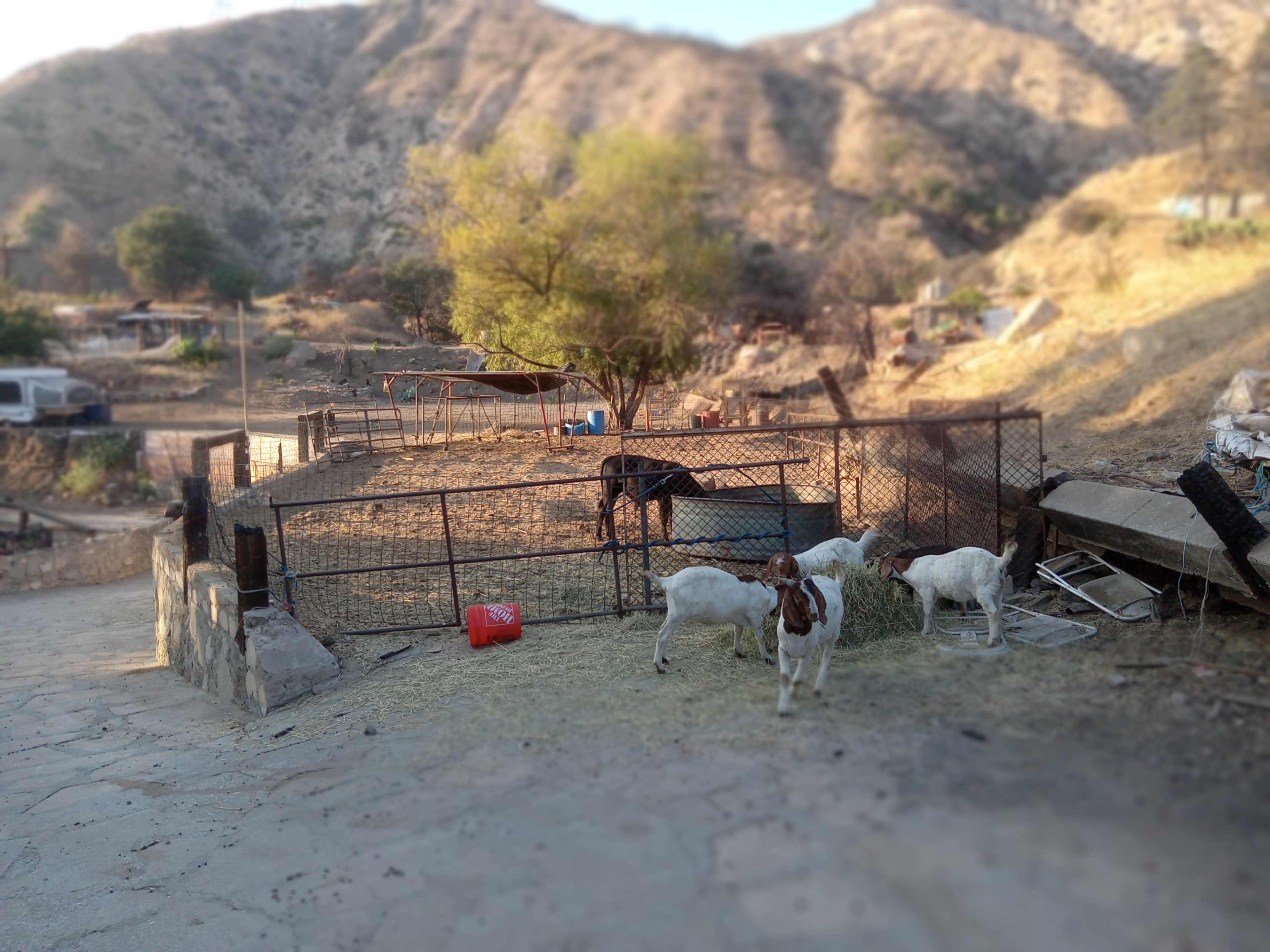A fenced area is visible with several goats grazing on hay, set against a hilly landscape in the background.