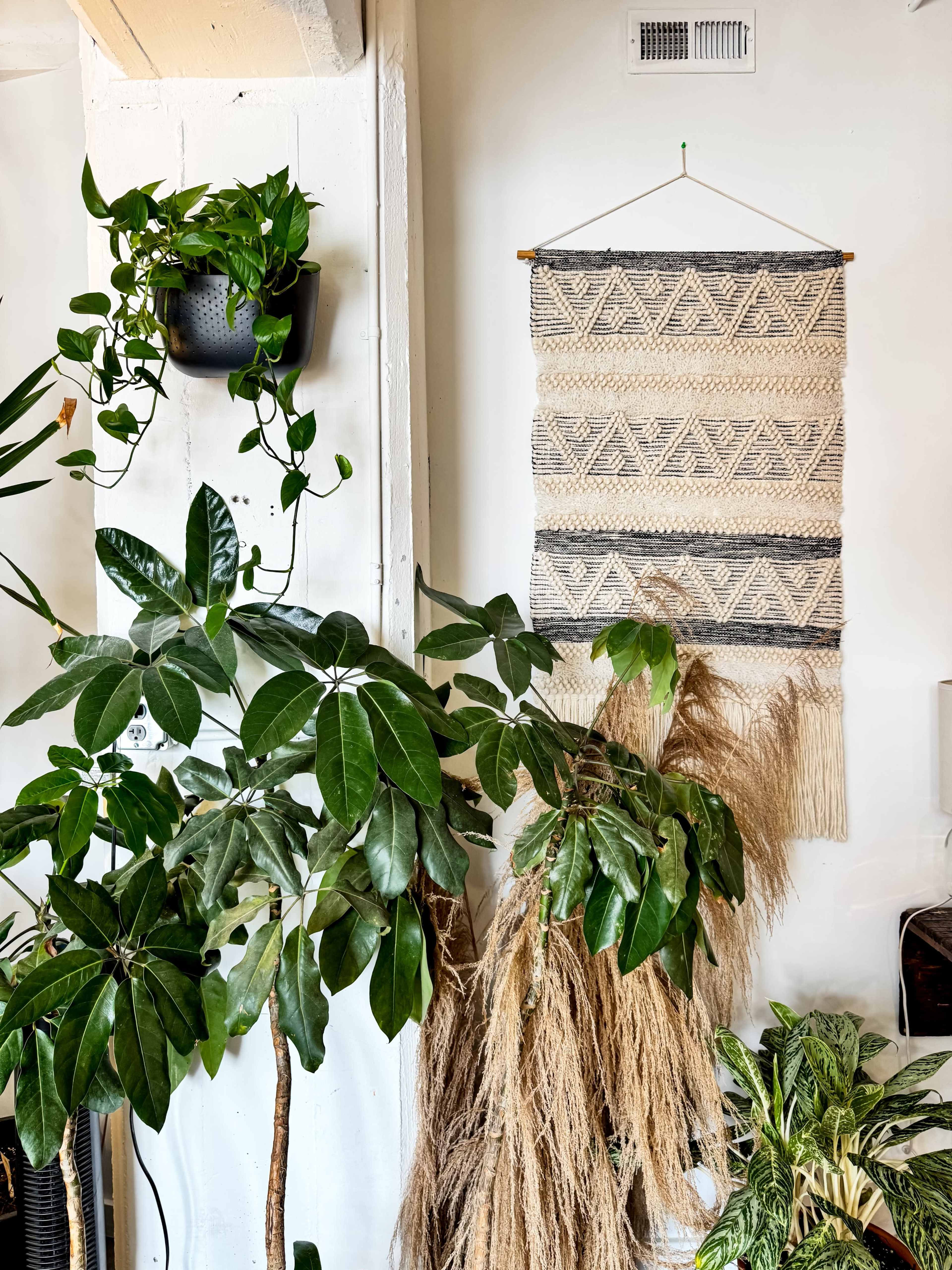 The image features a wall hanging with a geometric pattern, surrounded by various indoor plants, including a leafy green plant on the left and tall dried grass on the right.