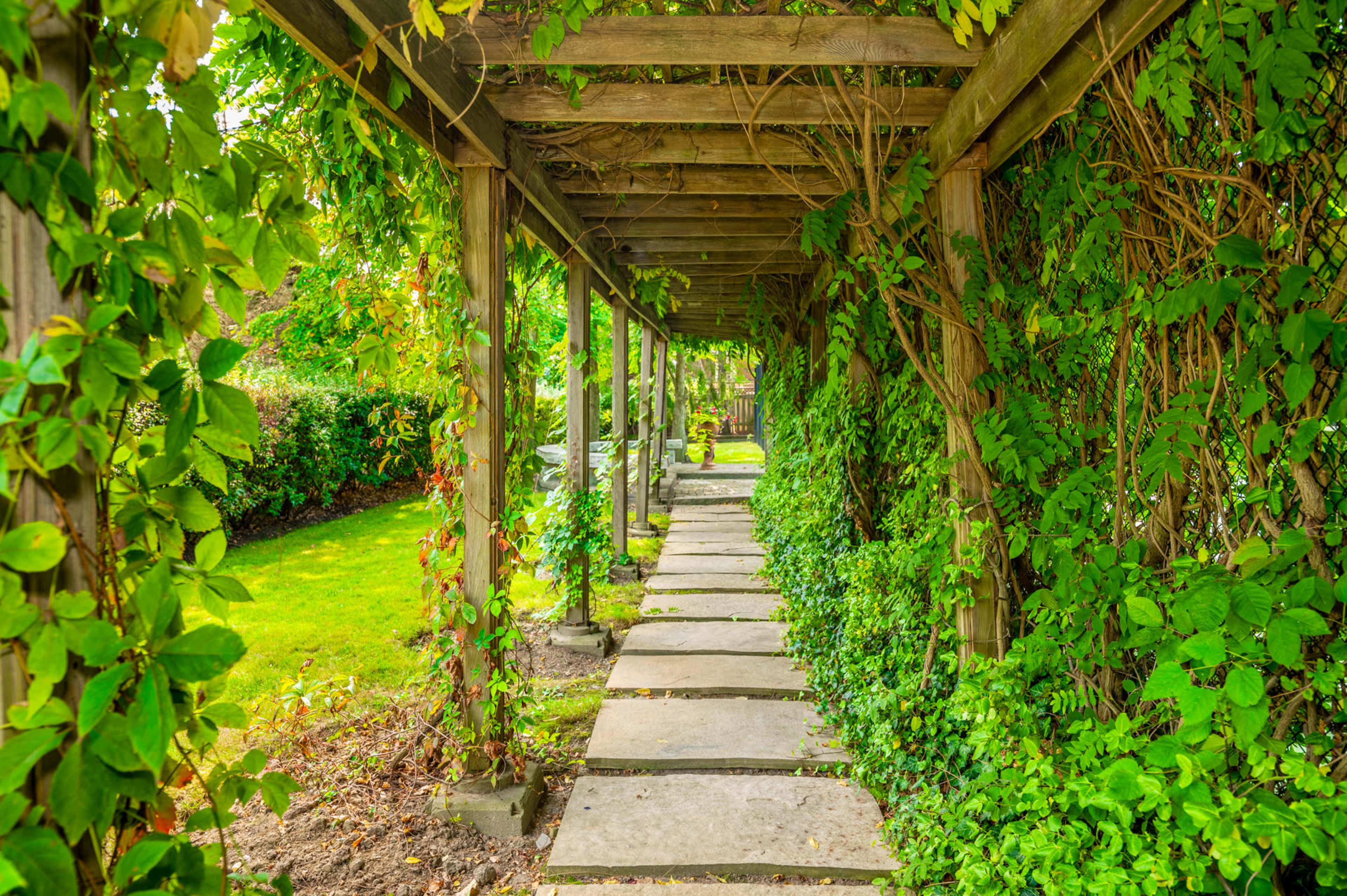 A stone pathway runs under a wooden pergola, surrounded by dense green vines and foliage.