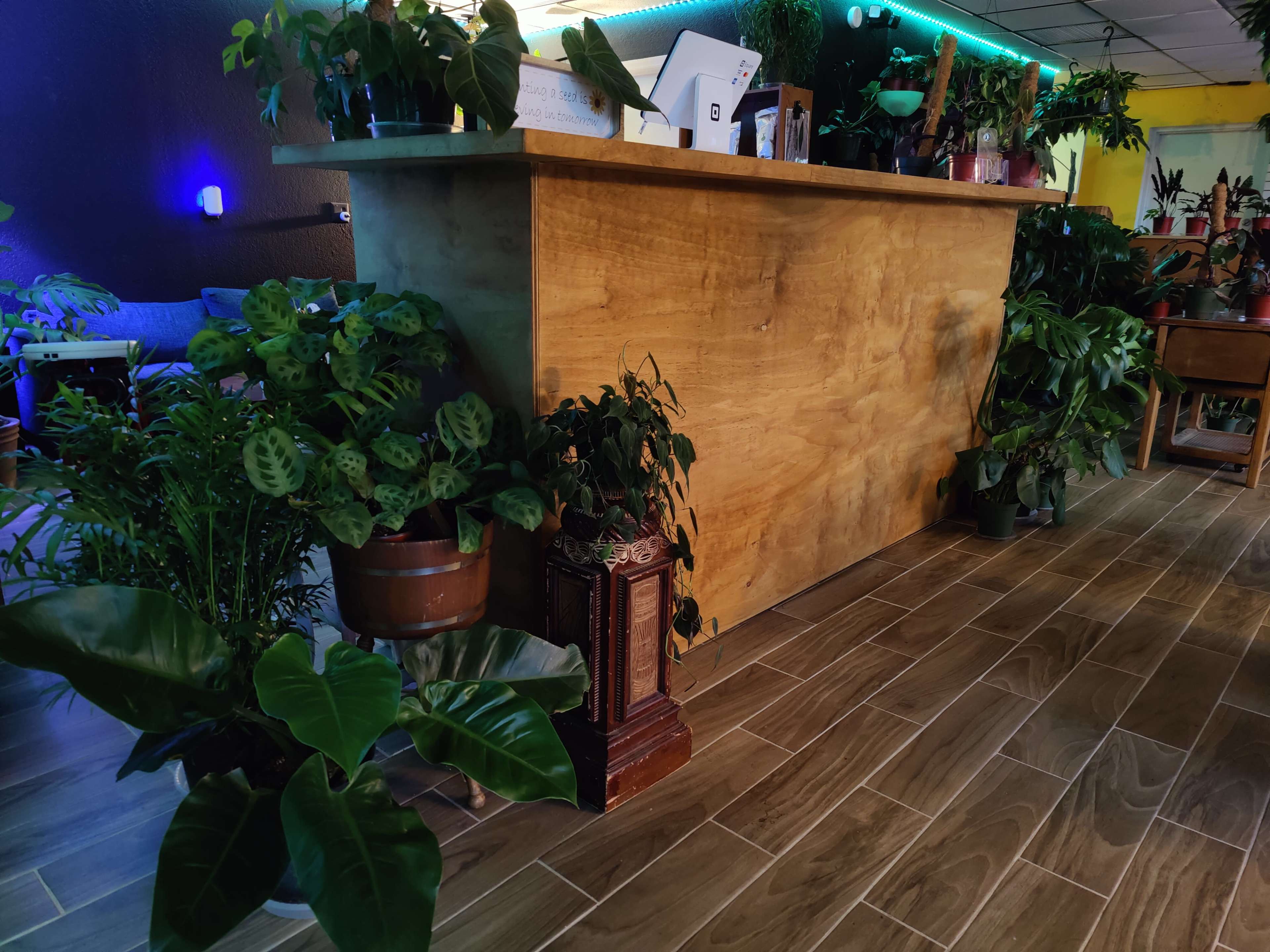 The scene features a wooden counter surrounded by various potted plants in a warmly lit interior space.