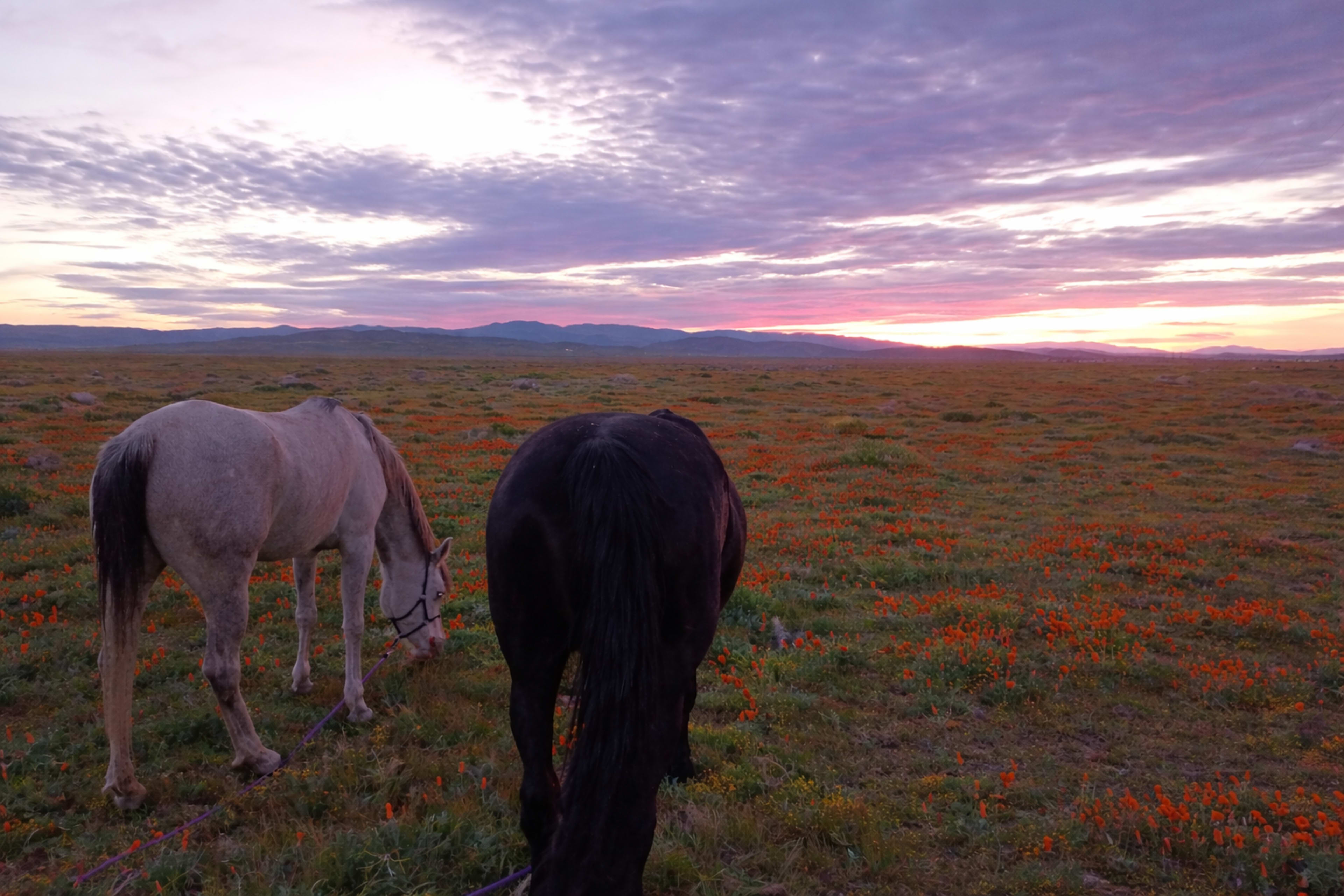 Two horses graze in a field of orange flowers under a colorful sunset sky.