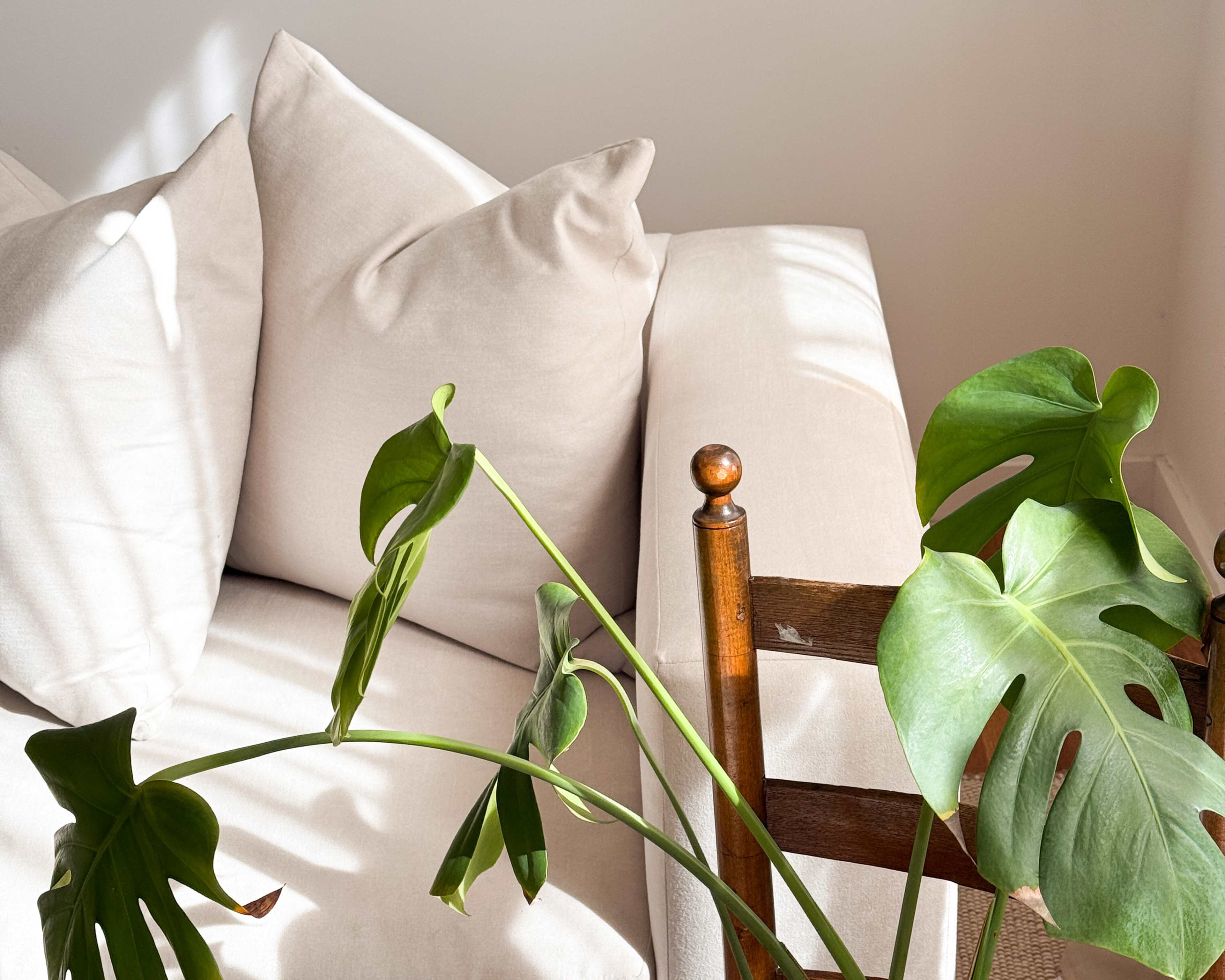 The image shows a light-colored sofa with large cushions next to a wooden chair and a leafy green plant.