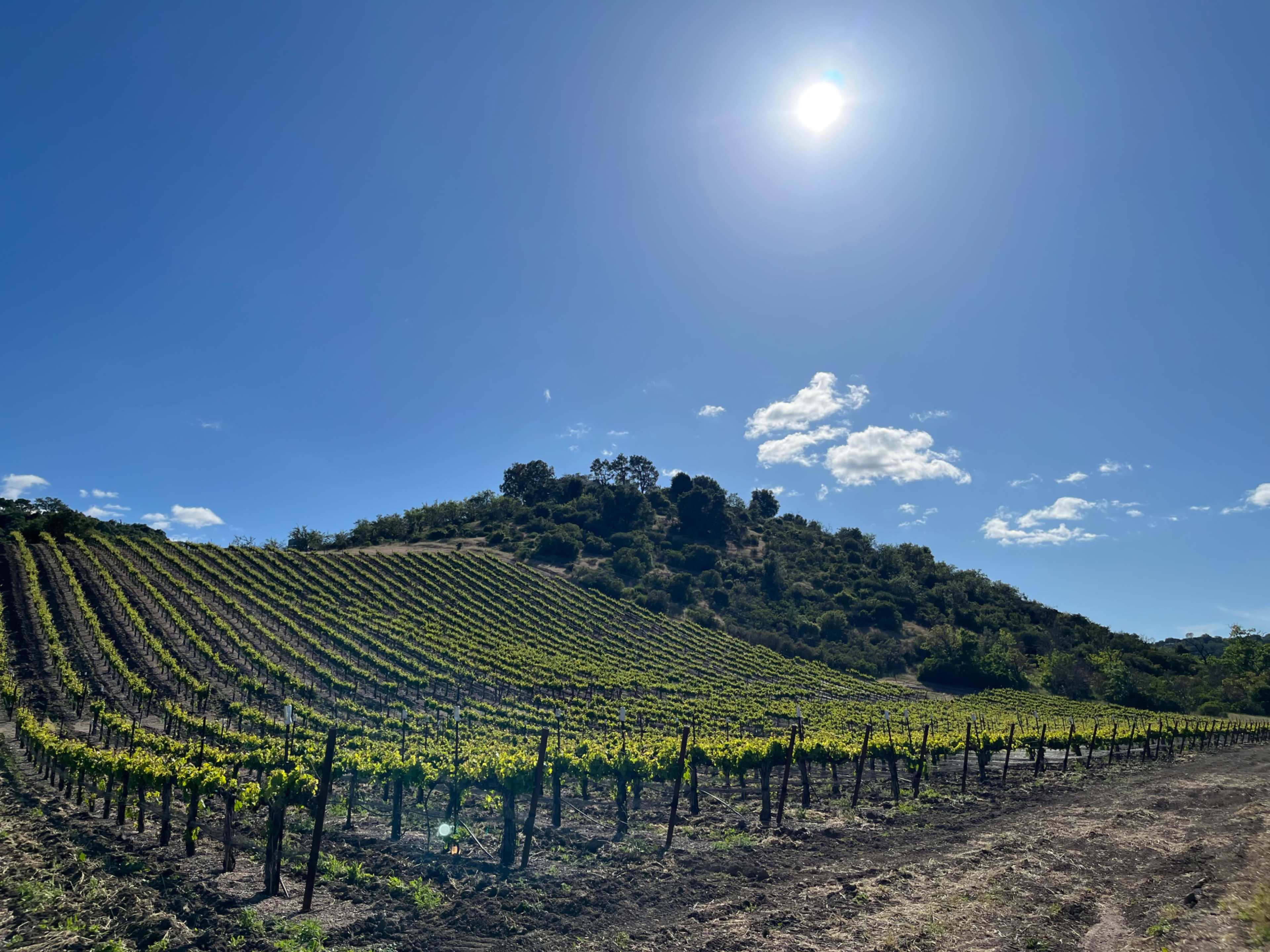 A vineyard with rows of grapevines grows on a hillside under a bright sun and blue sky.