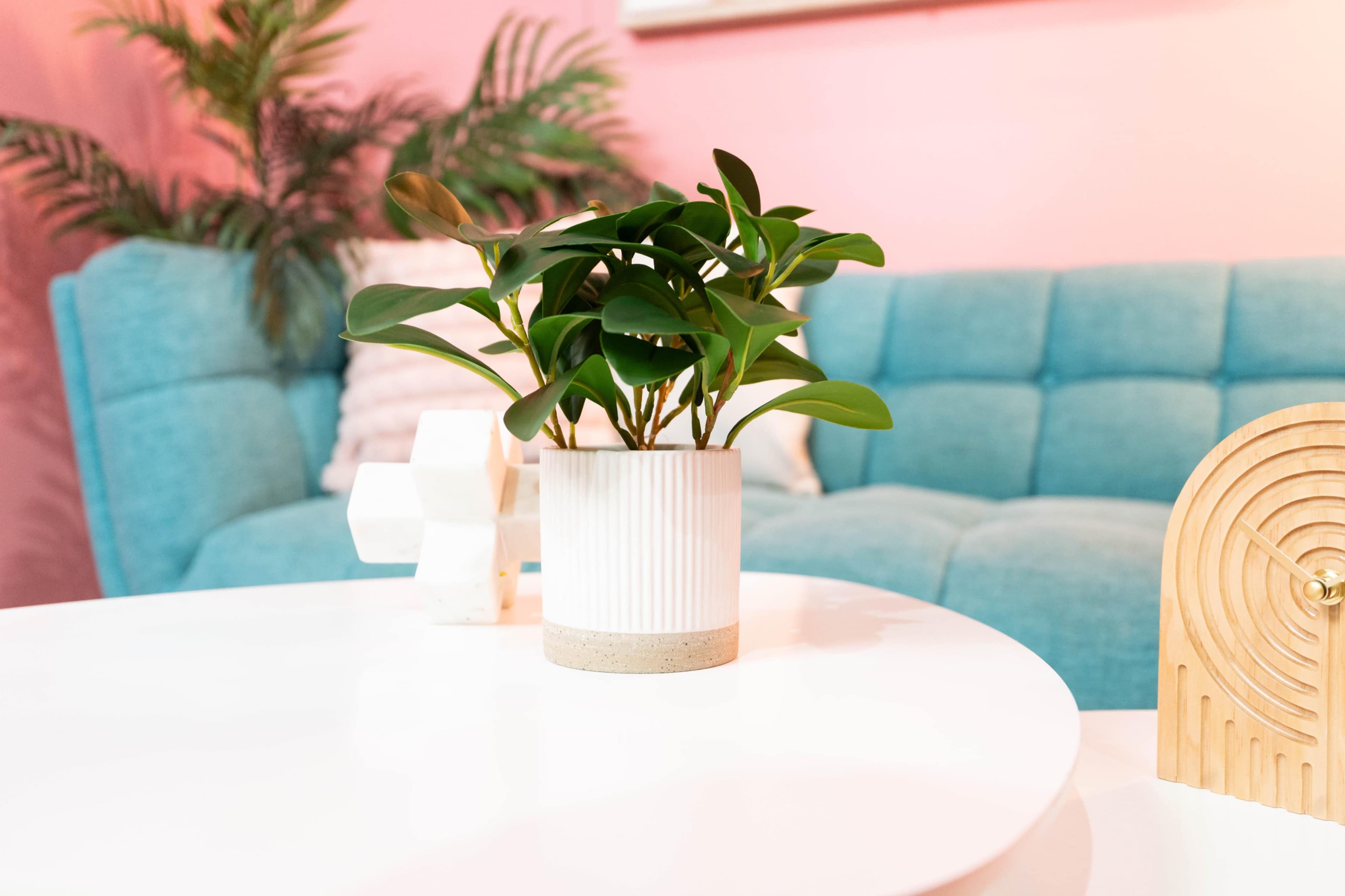A green plant sits in a white pot on a round white table in front of a blue couch against a pink wall.