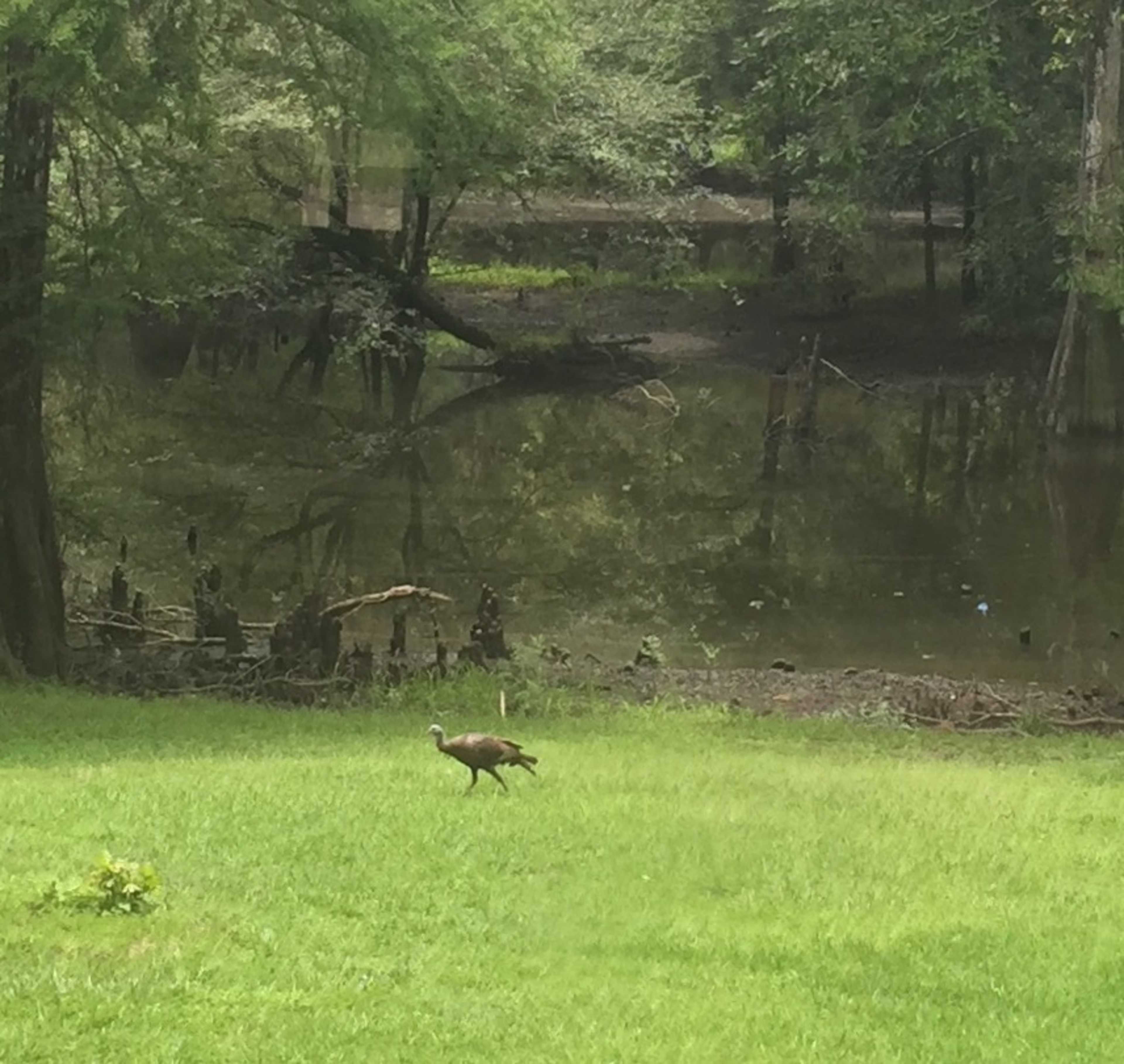 A turkey walks across a grassy area near a wooded pond.