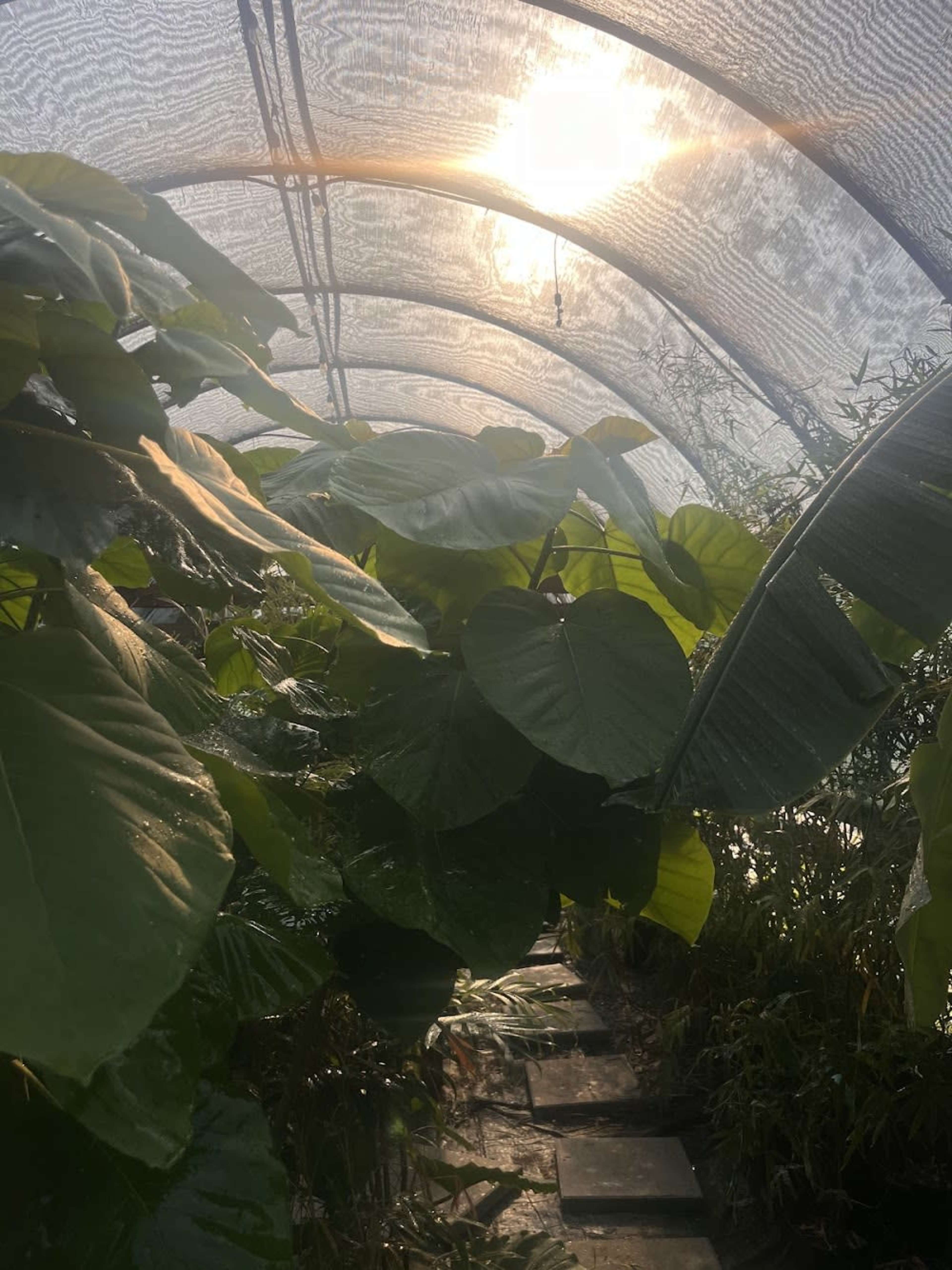 A pathway lined with large green leaves runs through a greenhouse illuminated by sunlight filtering through the structure.