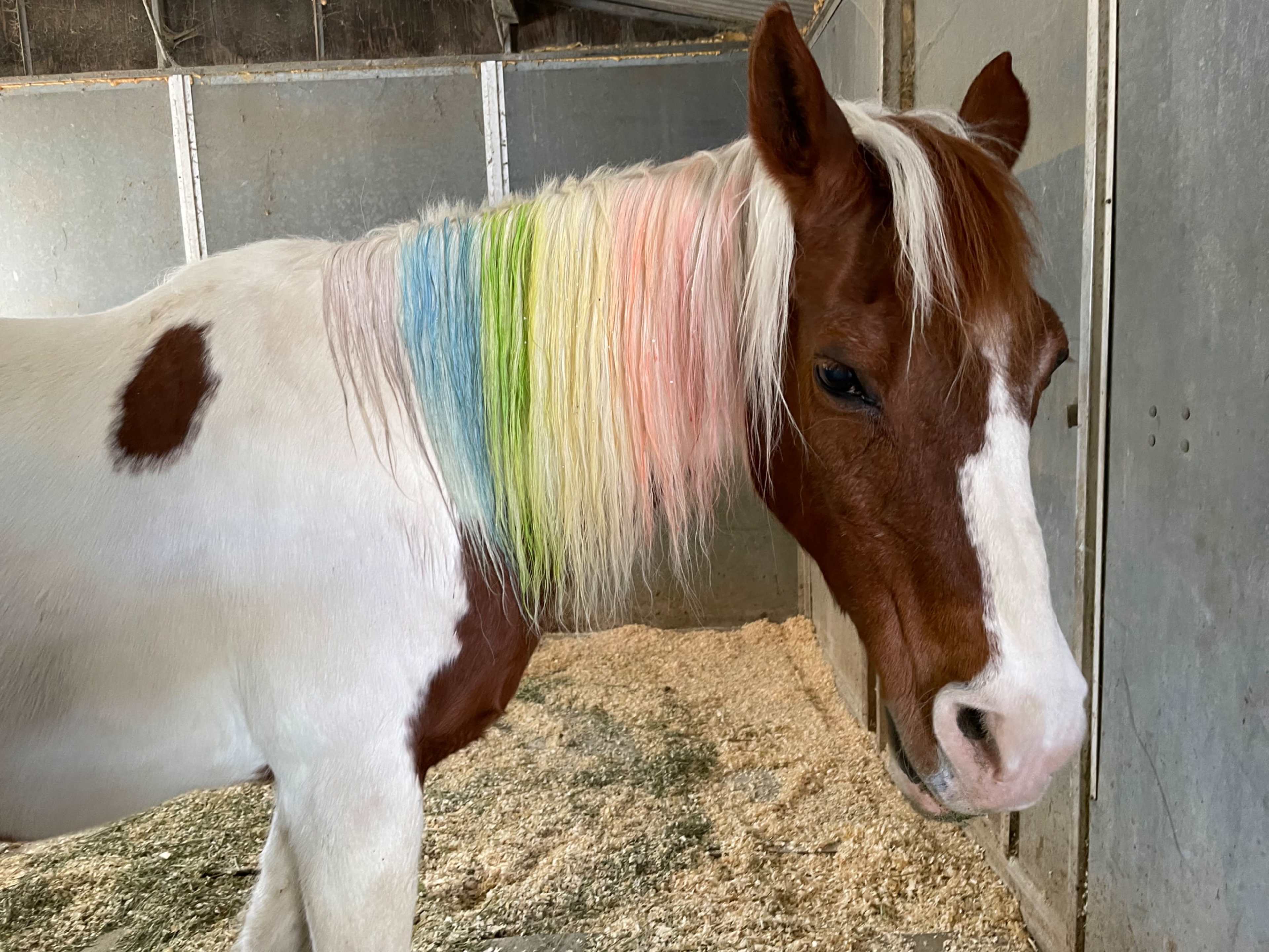 A brown and white horse with a multicolored mane stands inside a stable.