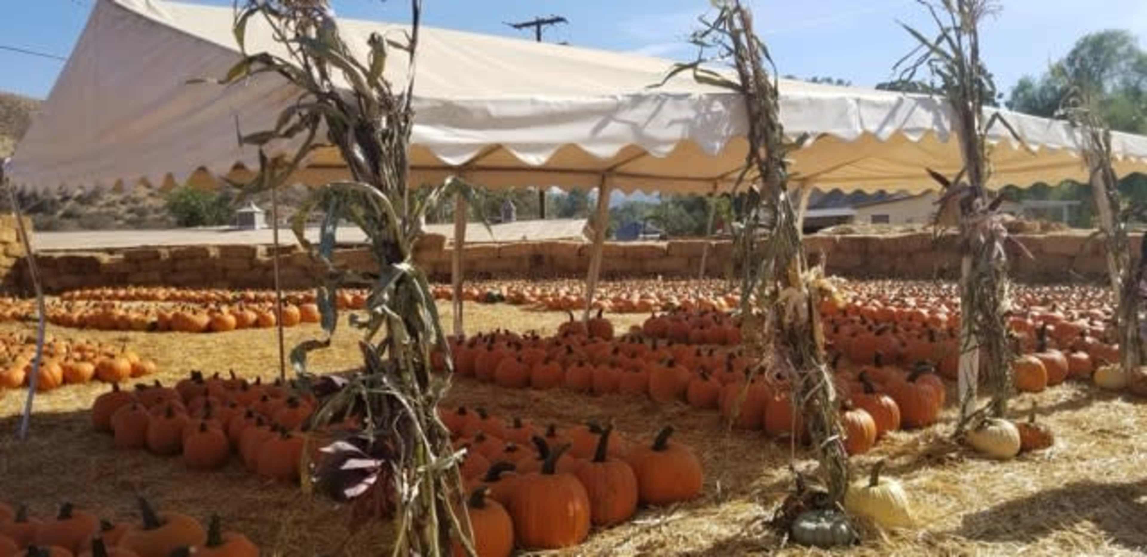 A large tent is set up in a pumpkin patch filled with numerous pumpkins arranged on the ground covered in straw.