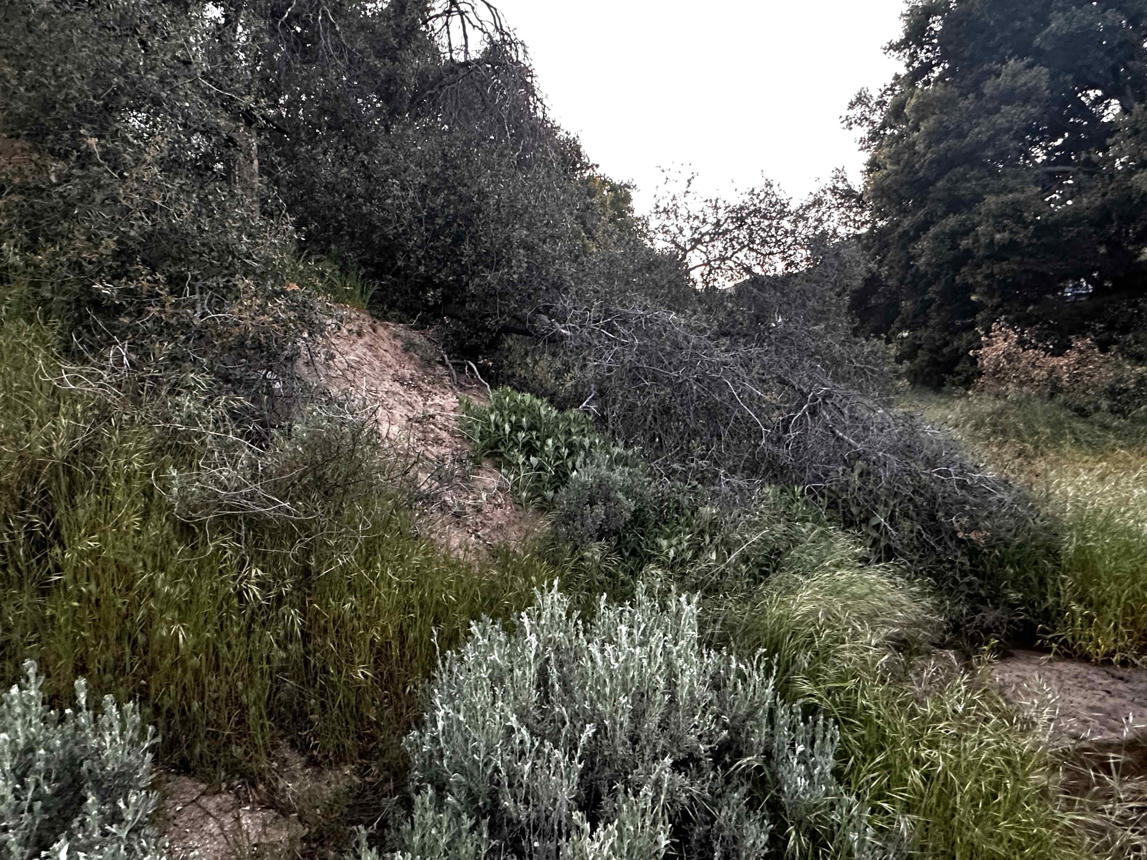 Seasonal Creekbed & Steep Riverbed Forest Wilderness Image in Leona Valley, Leona Valley, CA