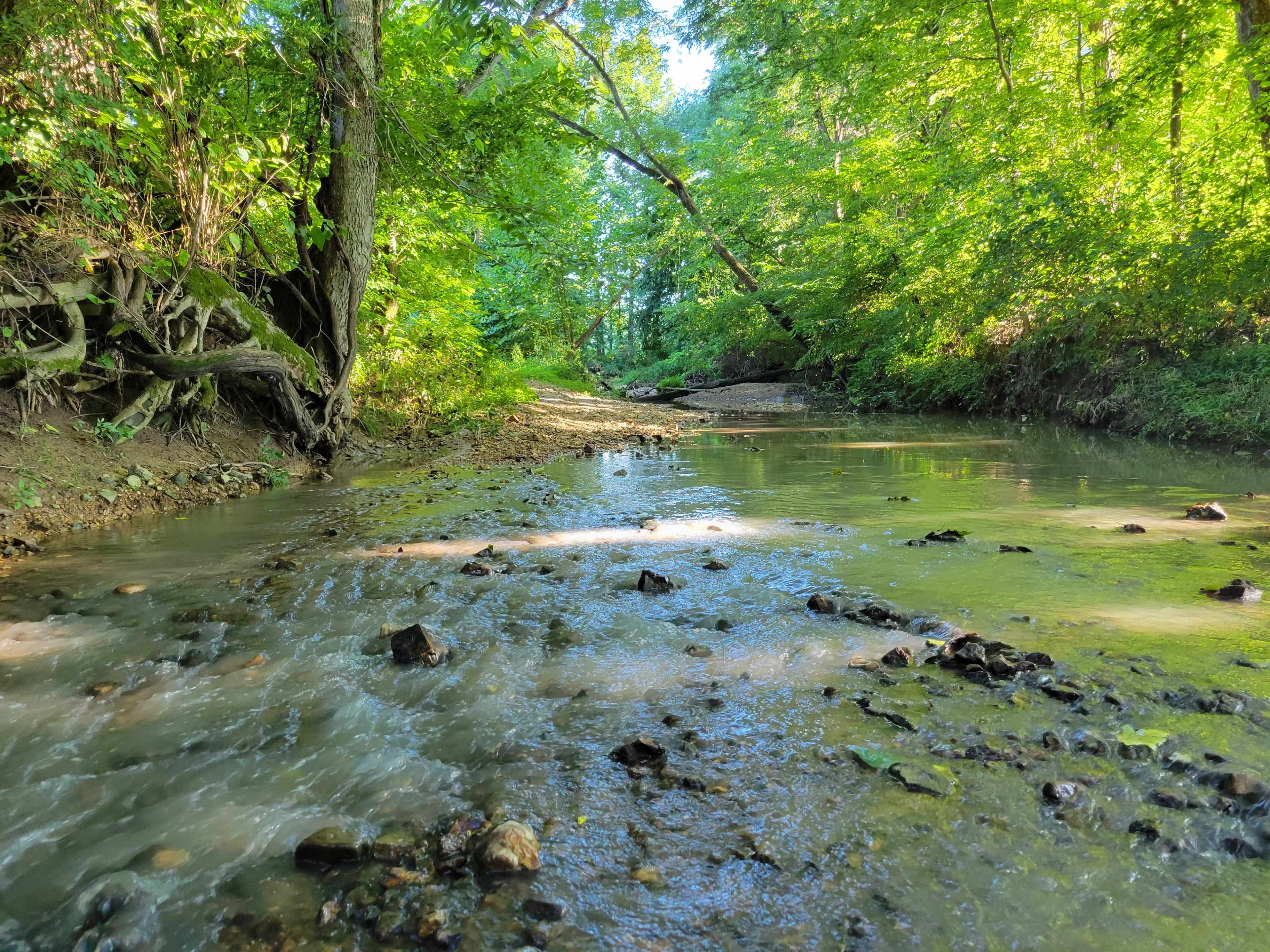 The image shows a shallow creek winding through a lush, green forest with sunlight filtering through the trees.