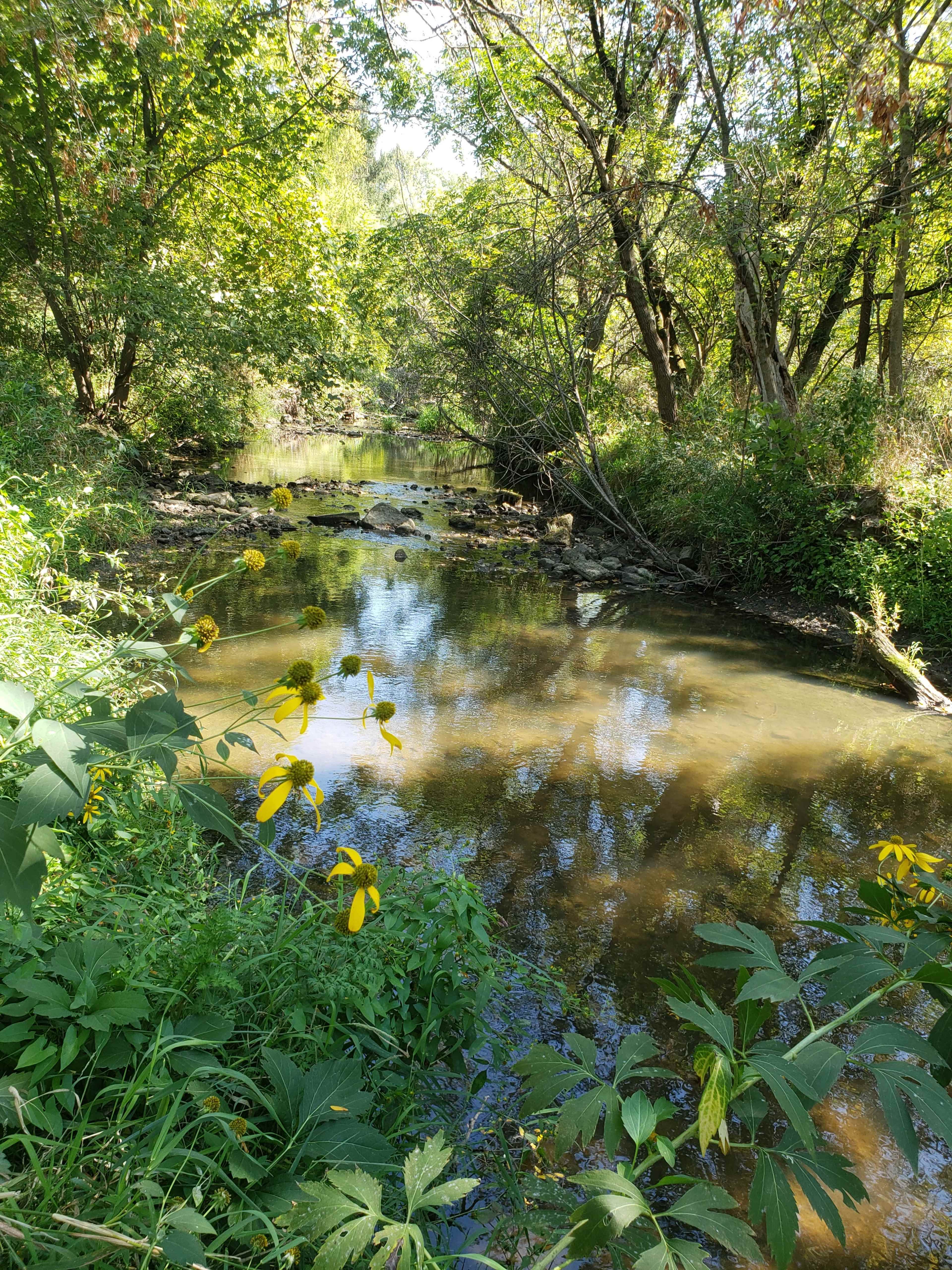 A quiet stream flows through a wooded area, surrounded by lush greenery and wildflowers.