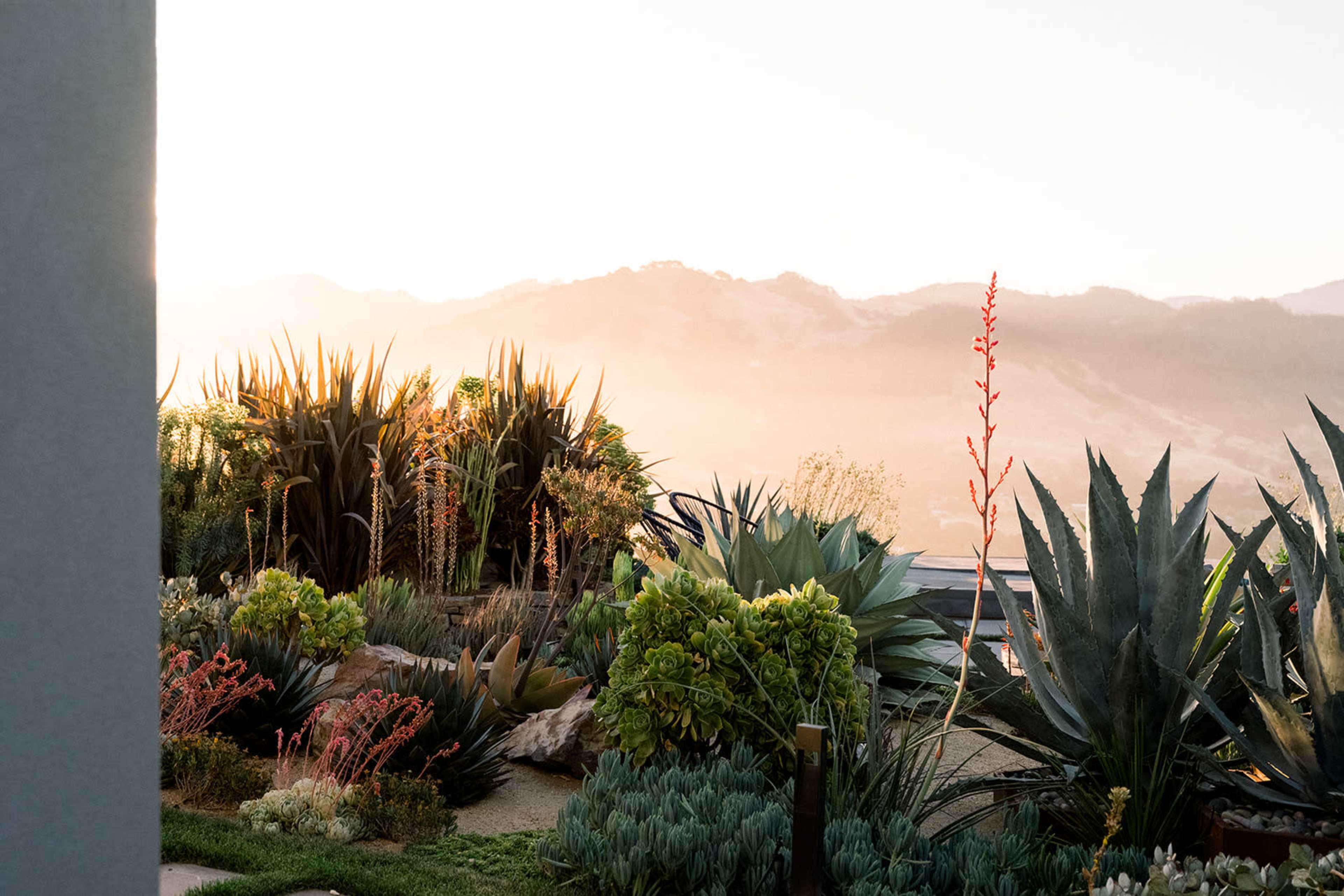 The image shows a landscape featuring various succulent plants and cacti against a backdrop of mountains during sunset.