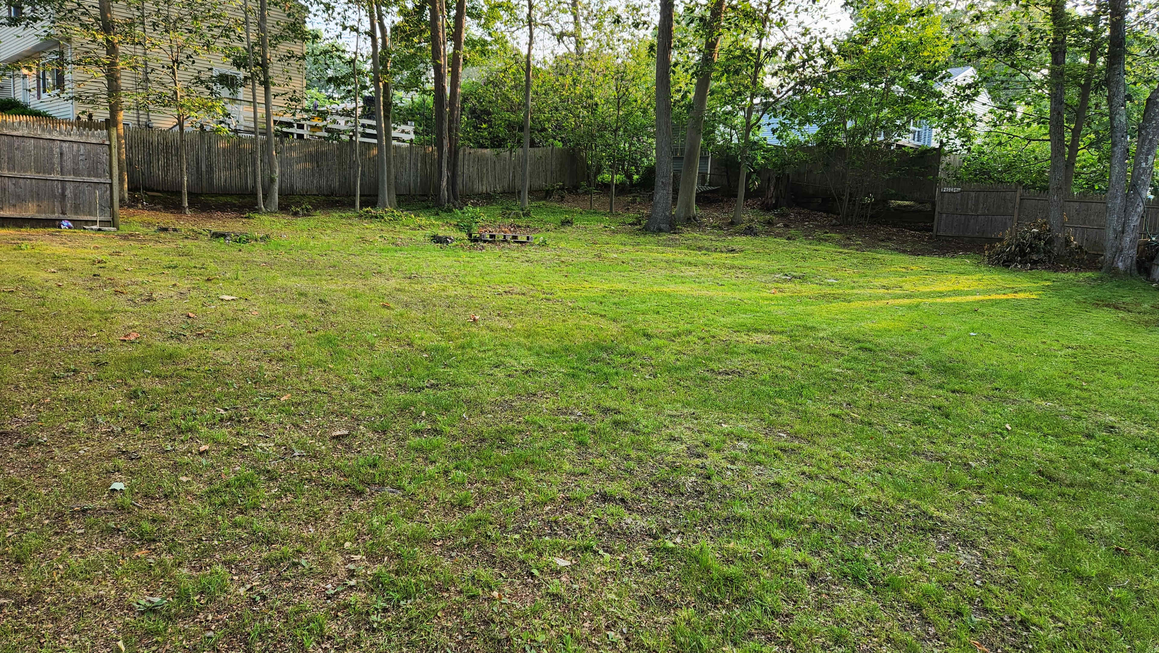 A grassy backyard is bordered by trees and wooden fences.