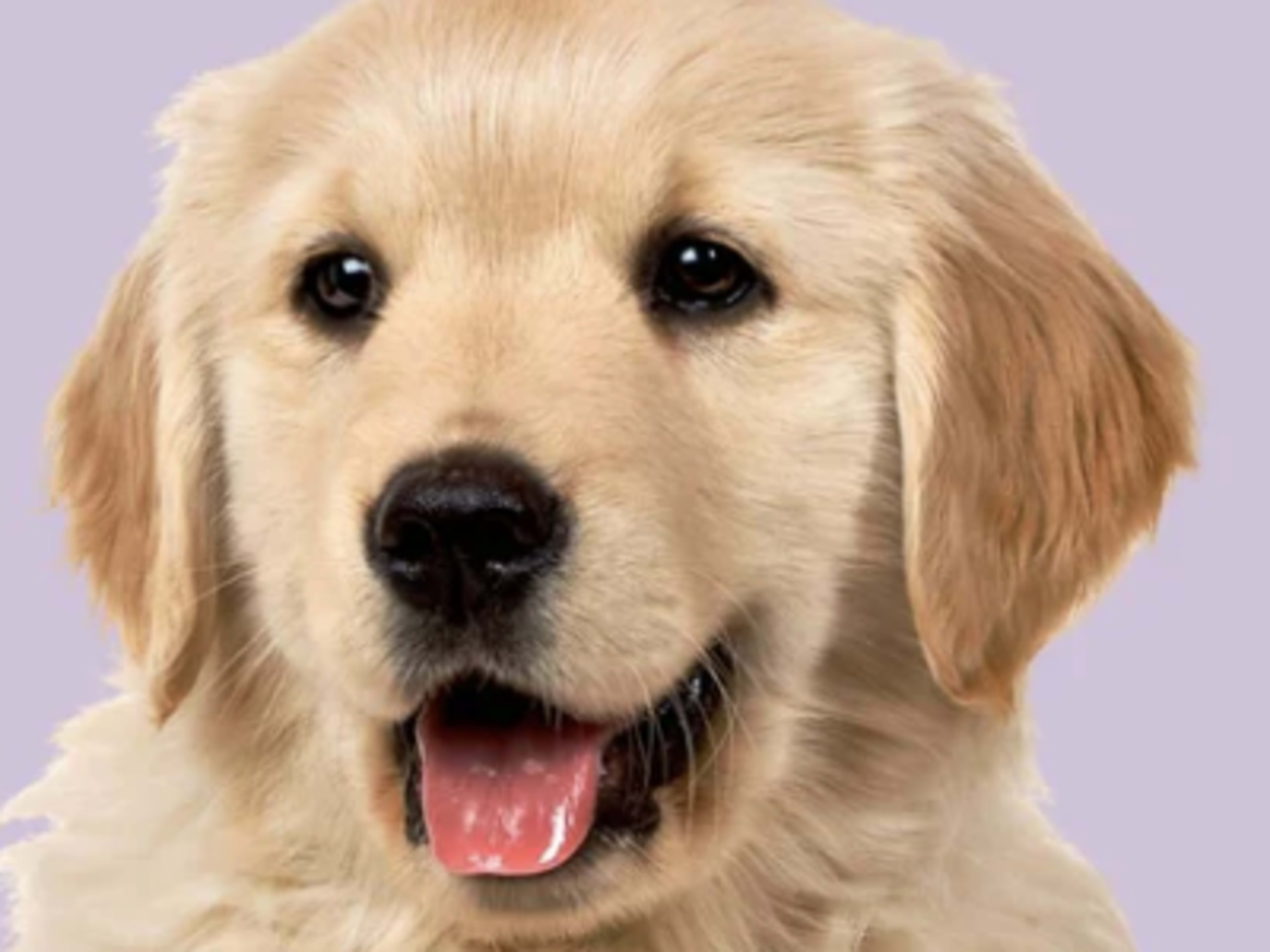 Pet Fee