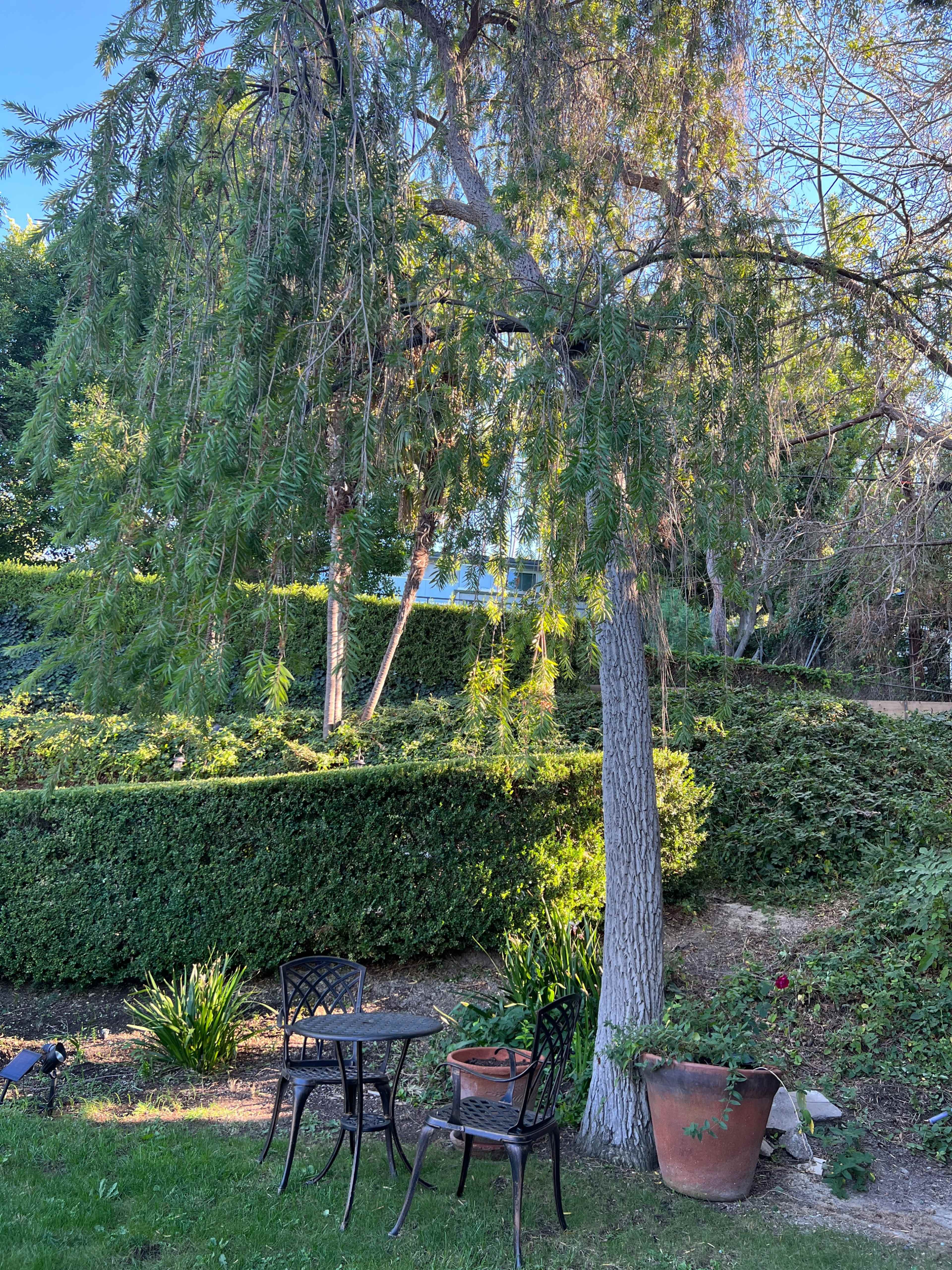 A small metal table and two chairs sit beneath a large tree in a landscaped garden with bushes and a potted plant.