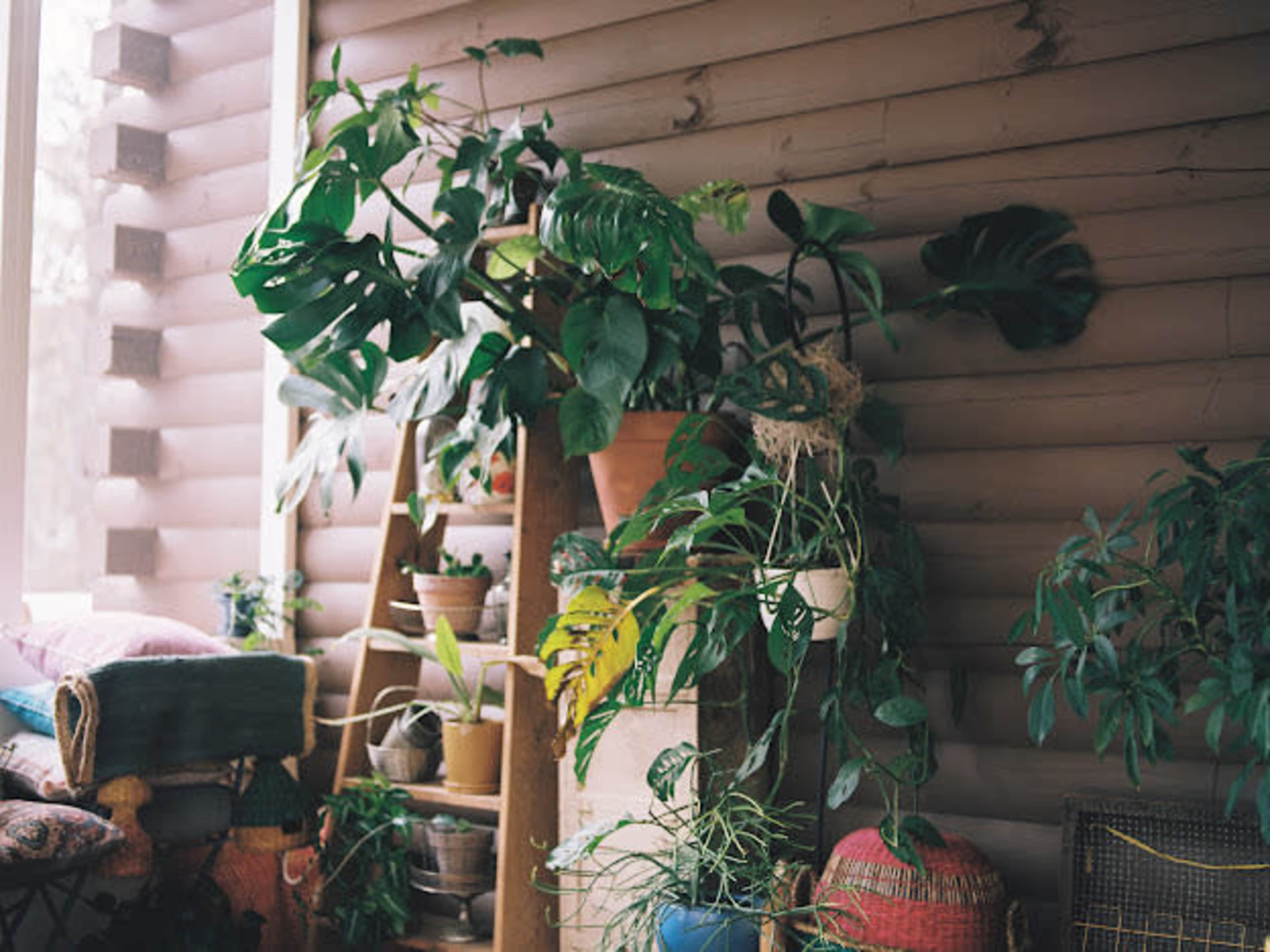 A cozy indoor space filled with various plants arranged on a wooden ladder and pots against a wooden wall.