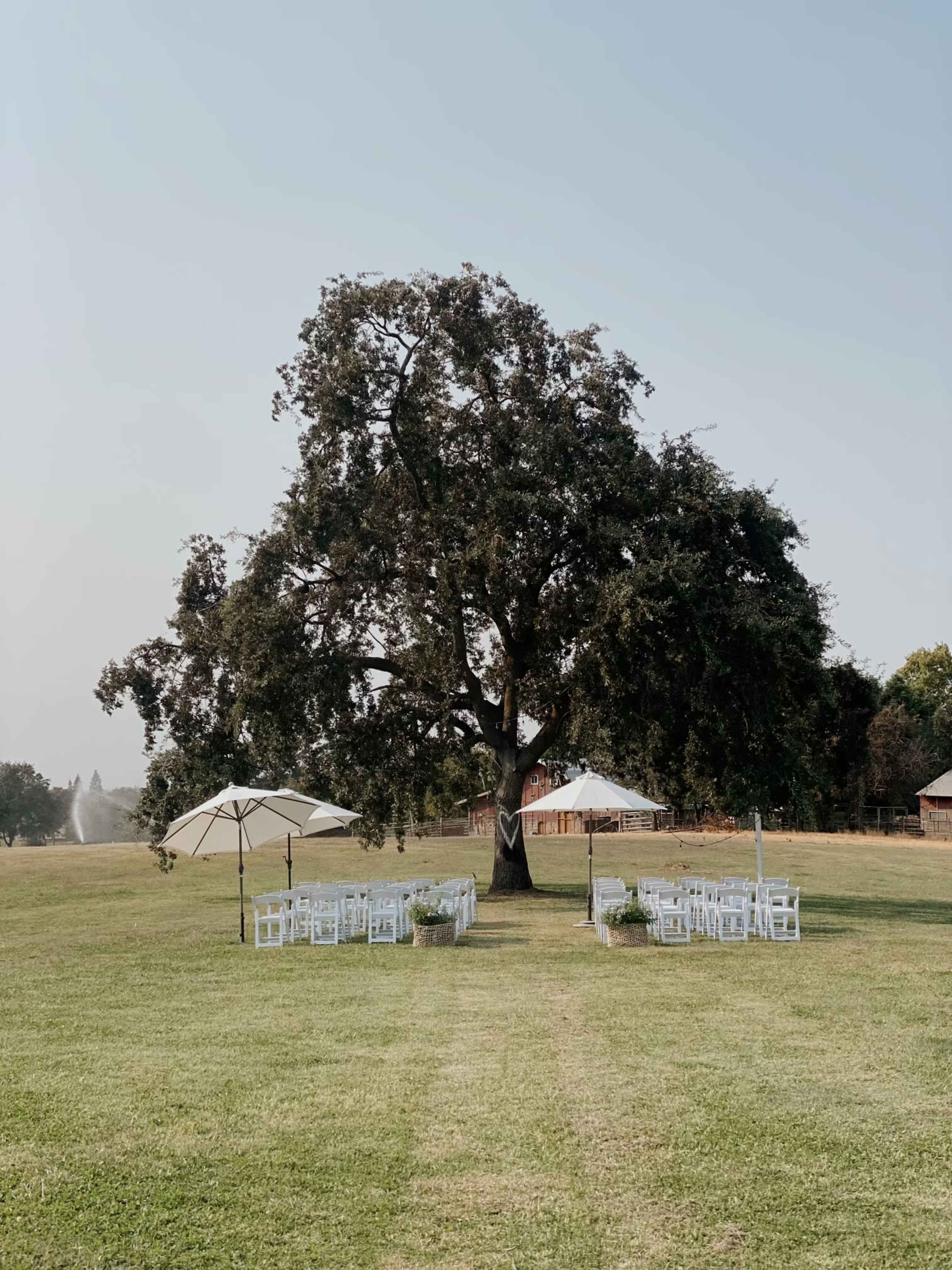 A large tree stands in a grassy field with a set of white chairs arranged around it under two umbrellas, creating a setup for an outdoor event.