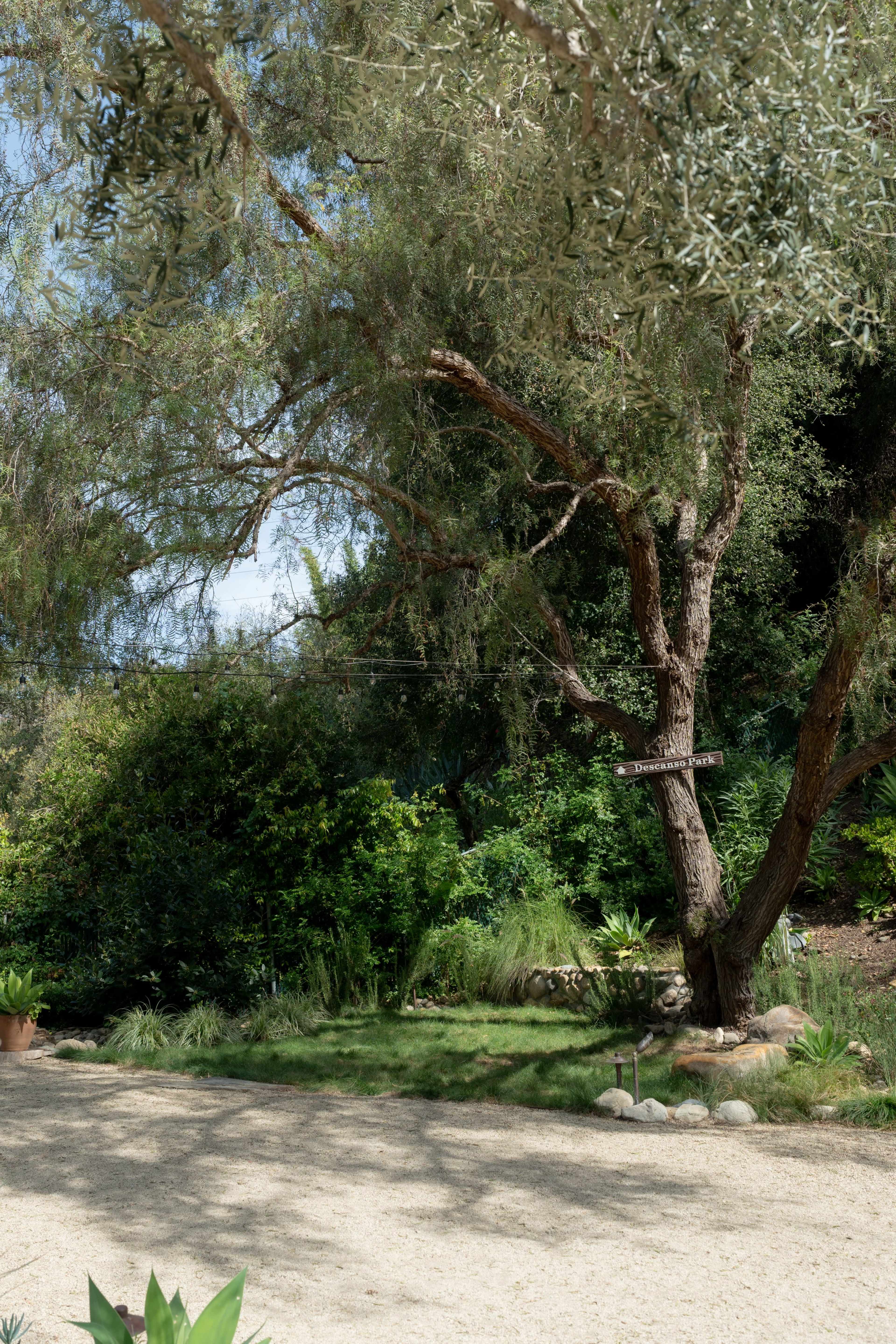 A gravel pathway winds through a garden featuring a large tree and various plants.