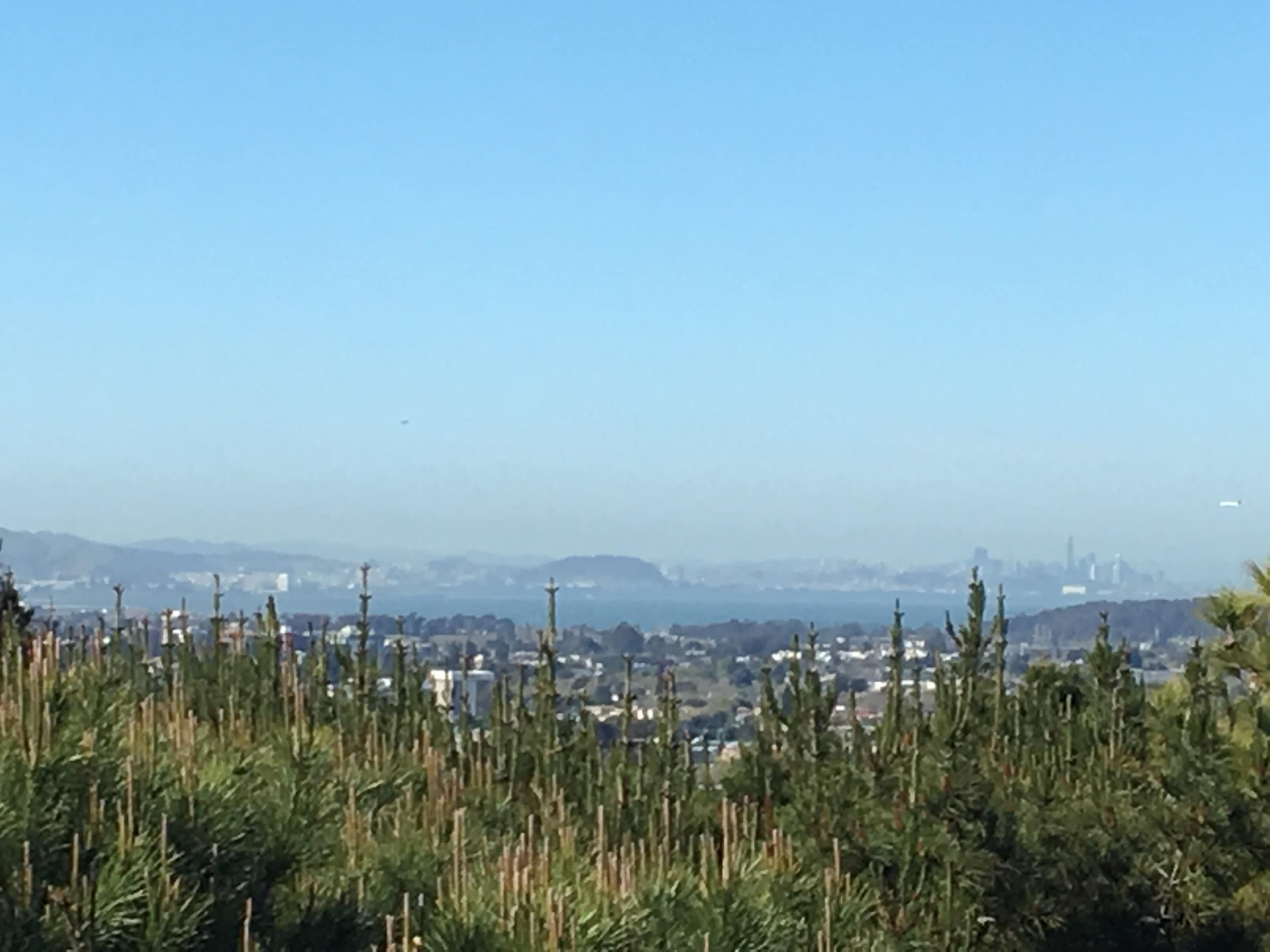 A distant view of a city skyline with tall buildings, framed by a foreground of young pine trees under a clear sky.