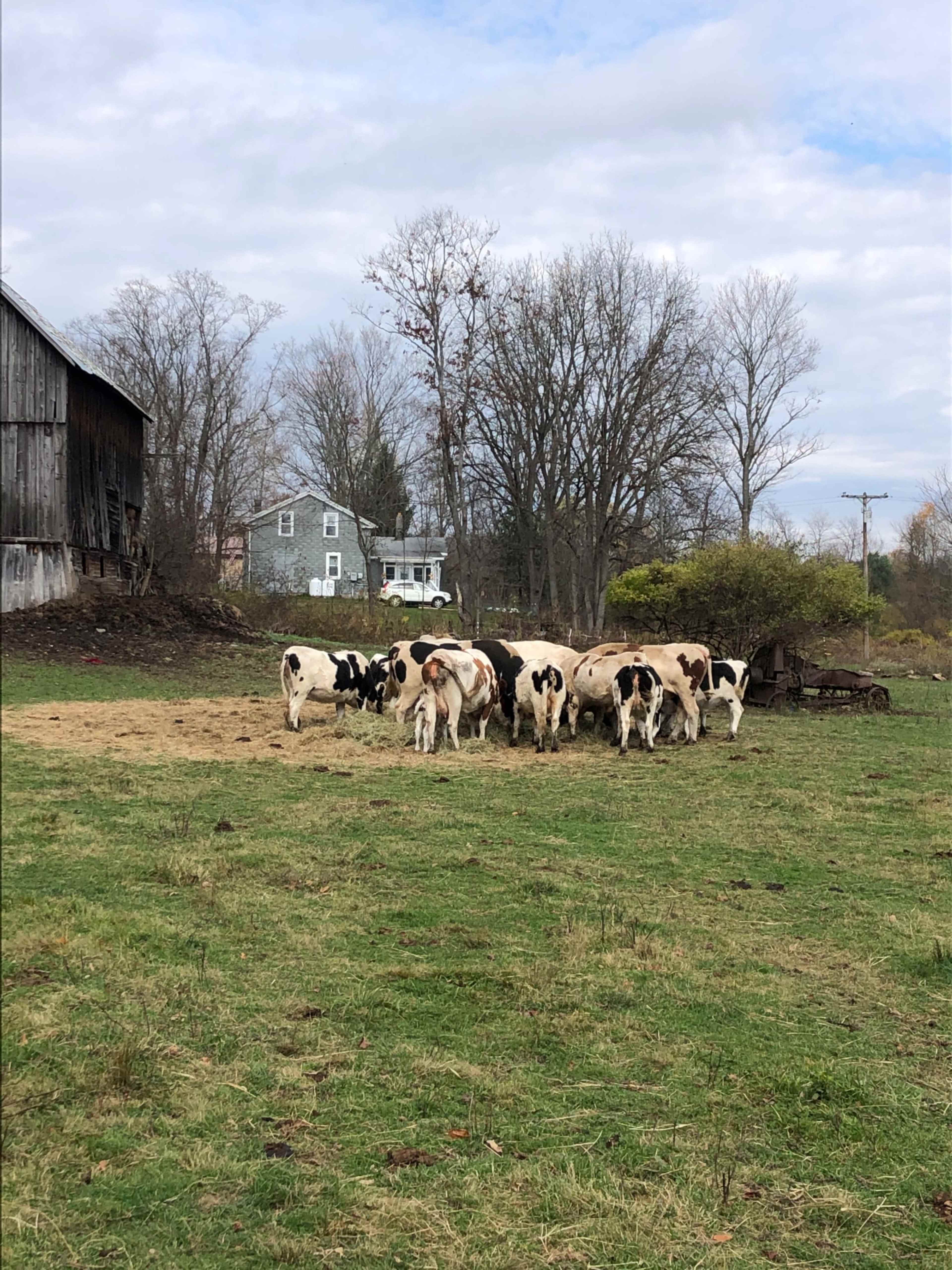 A herd of black and white cows grazes in a grassy field near a farm with an old barn and a house in the background.