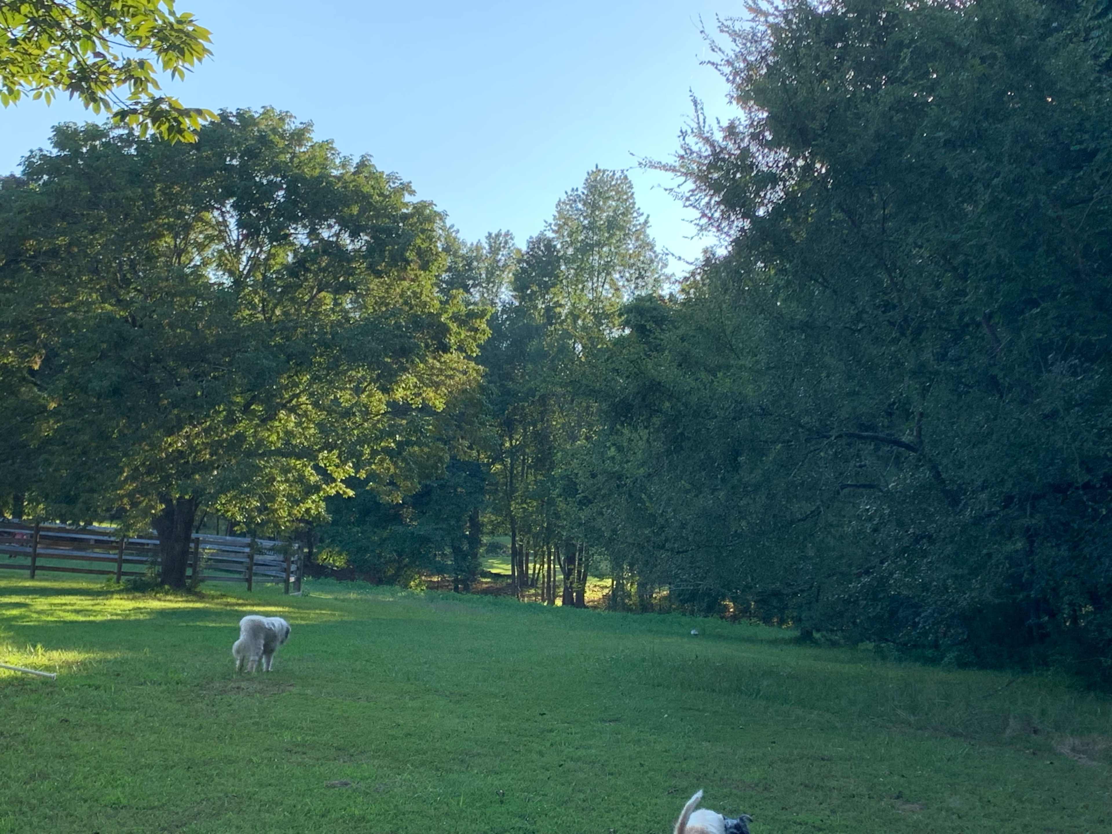 A grassy area bordered by trees, with two dogs visible in the foreground.