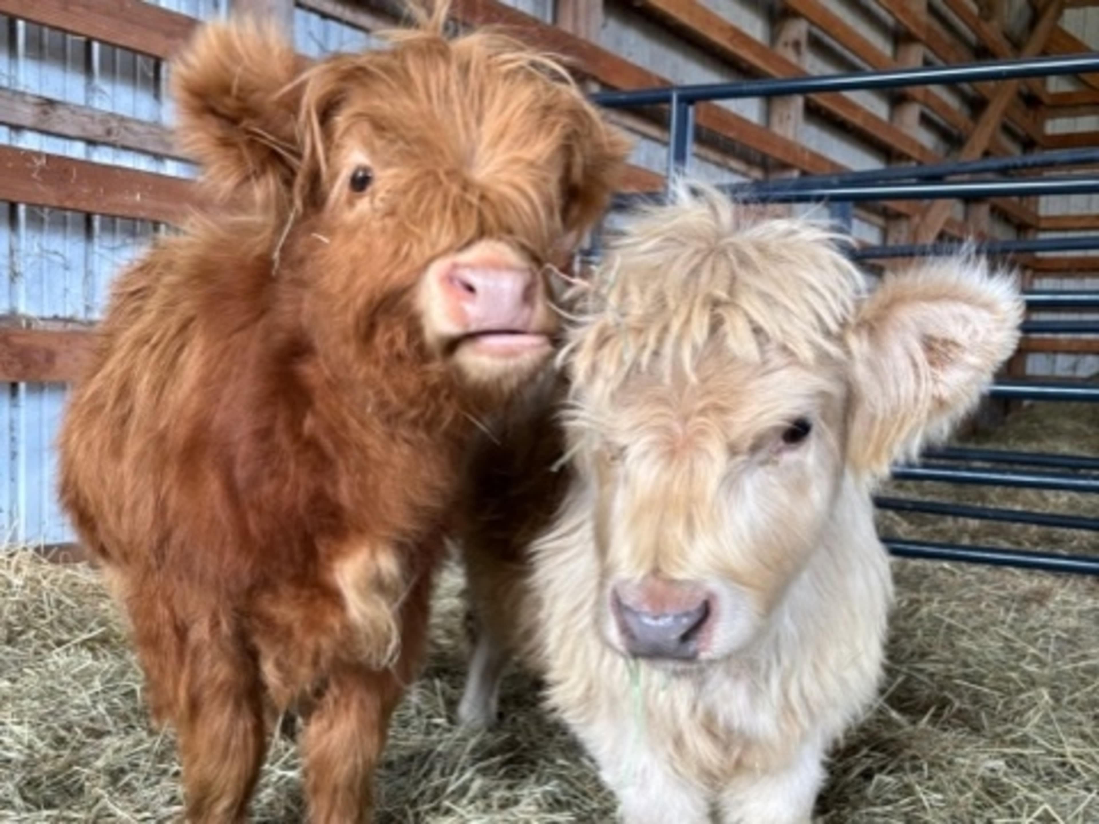 Farm Animals