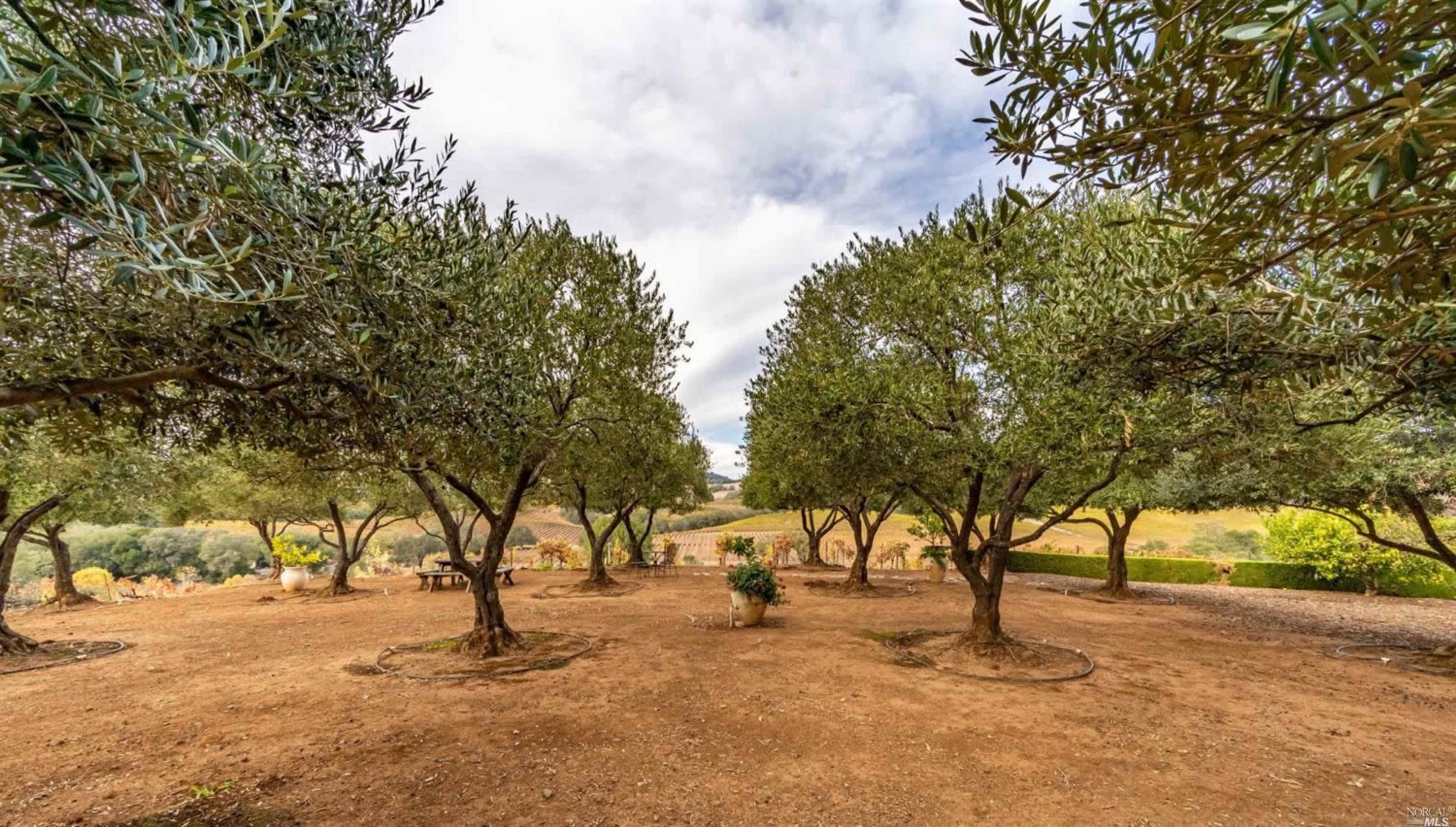 A grove of olive trees with a dirt ground and scattered potted plants in a rural setting.