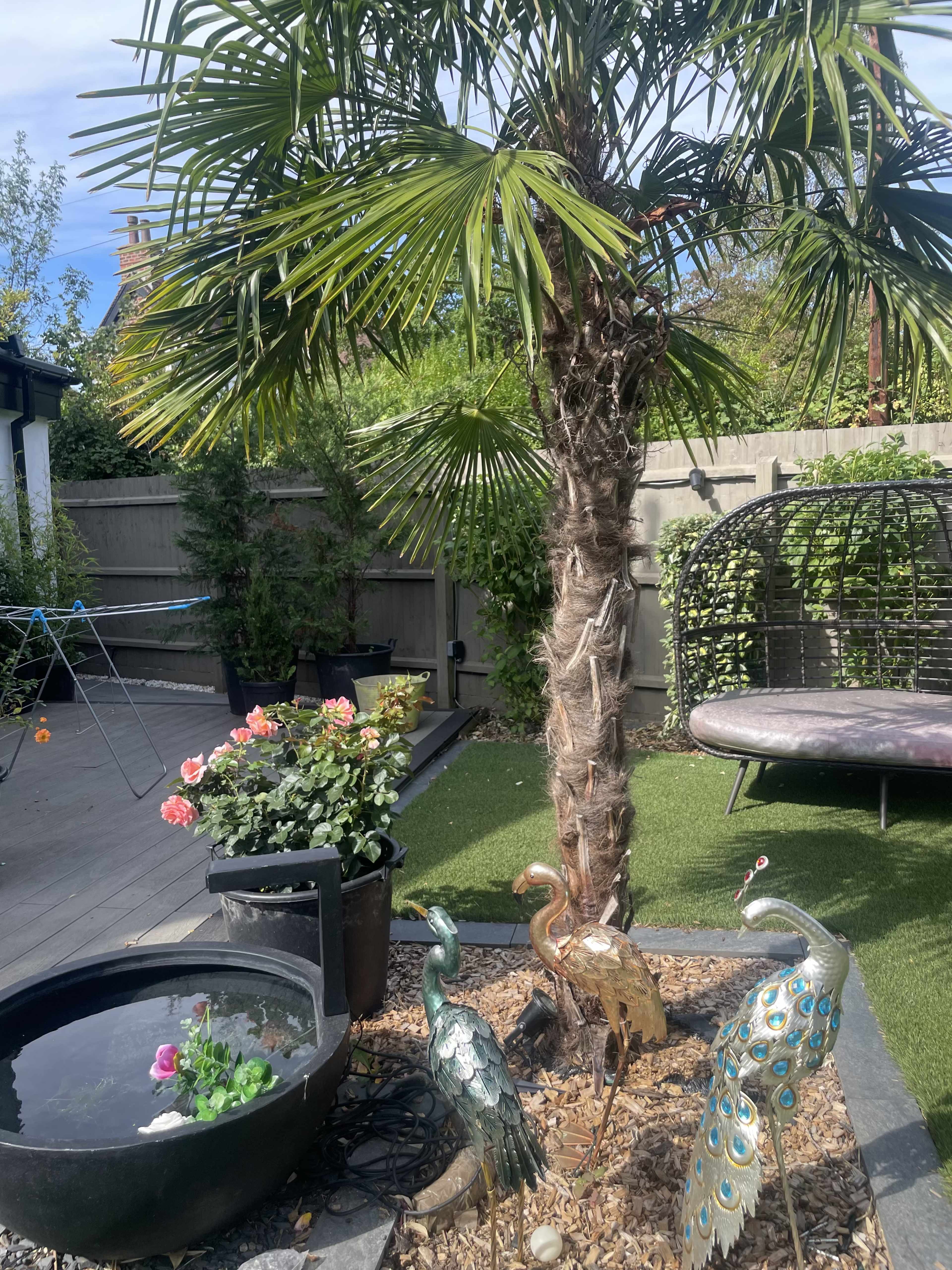 A tall palm tree stands in a garden alongside a small pond, colorful garden ornaments, and a hanging chair.