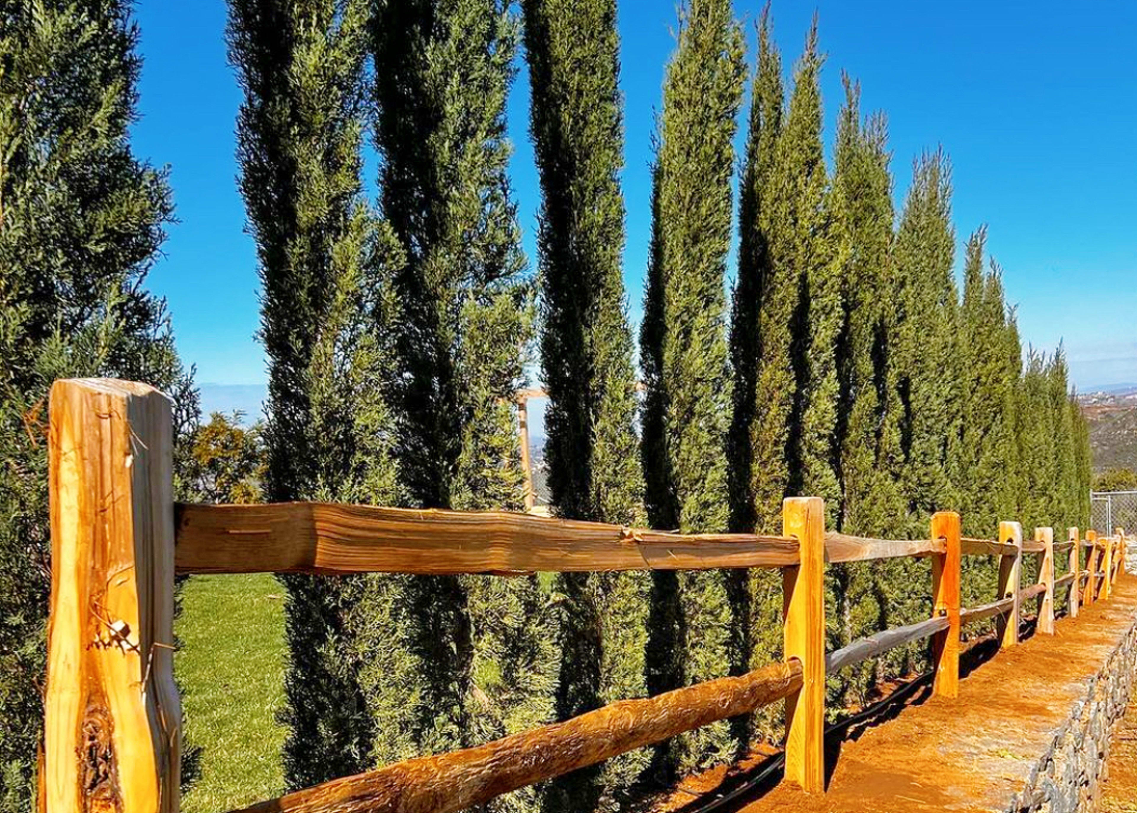 A line of tall coniferous trees stands beside a wooden fence on a clear day.