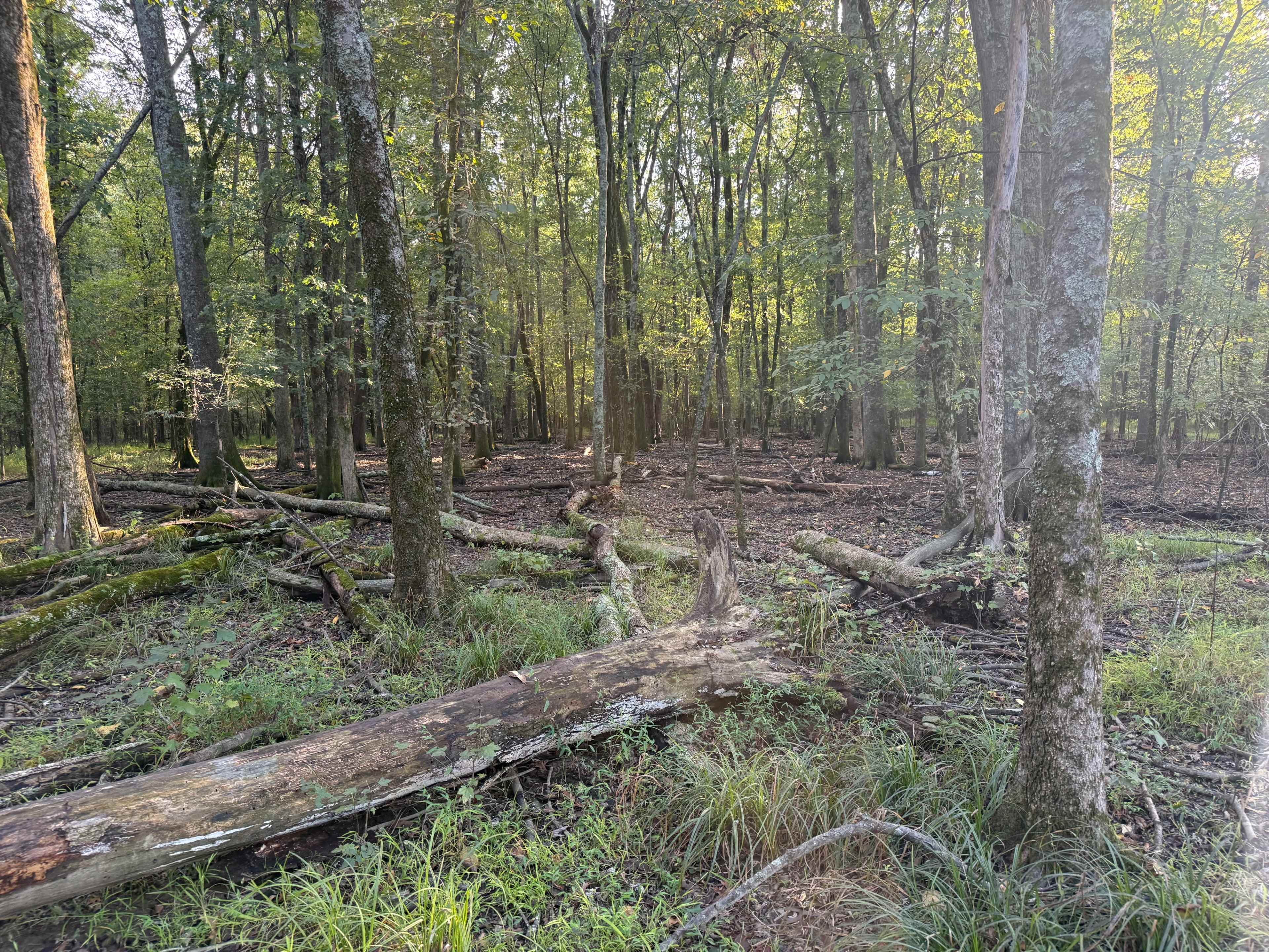 The image shows a wooded area with fallen trees and dense undergrowth, illuminated by soft sunlight filtering through the leaves.