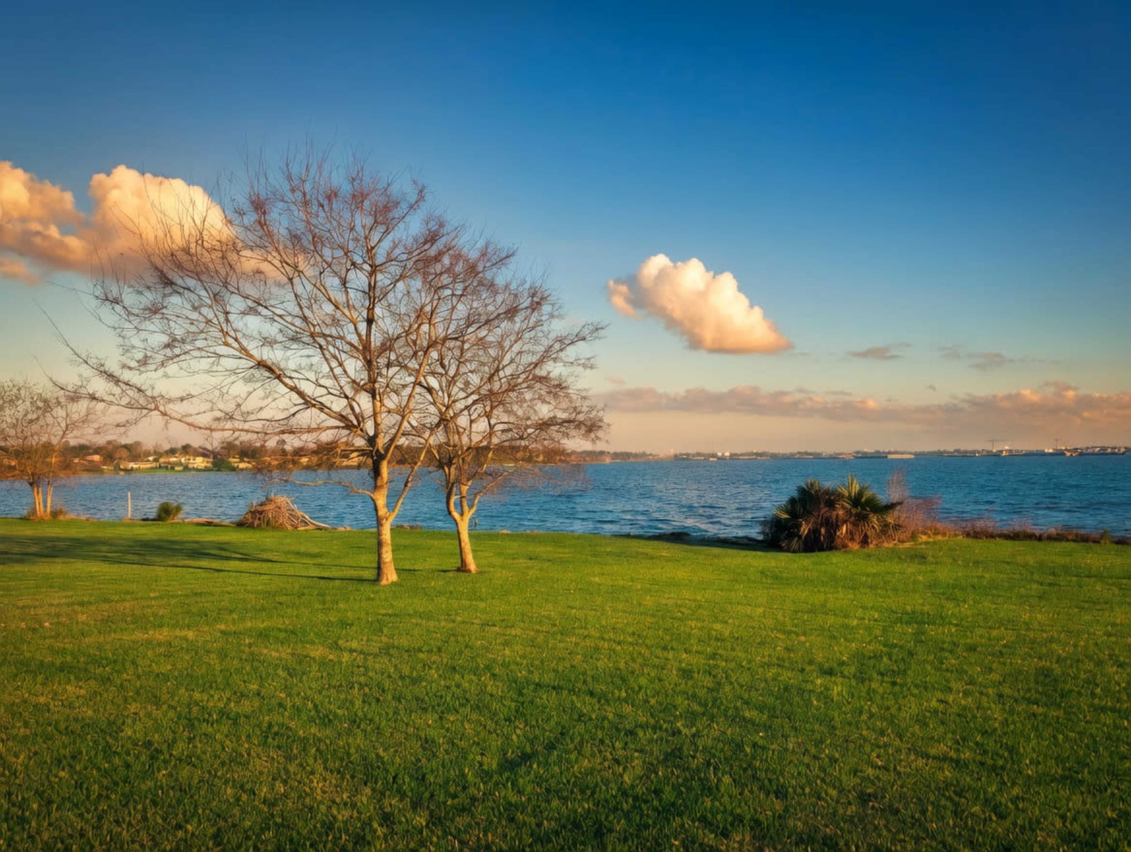 A bare tree stands on a green lawn near a calm body of water, with a few clouds in a blue sky.
