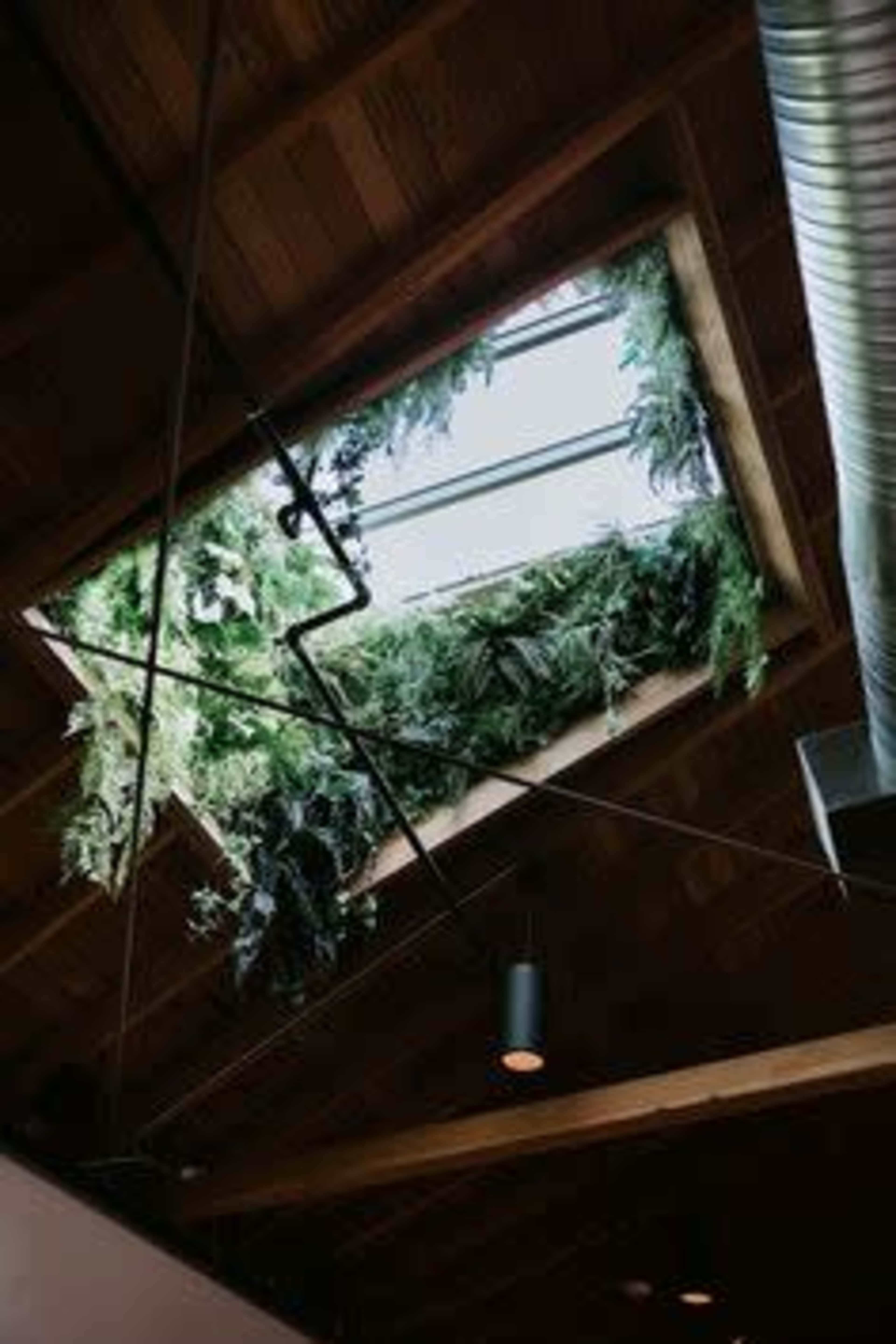 The image features a skylight in a wooden ceiling with greenery surrounding the opening.