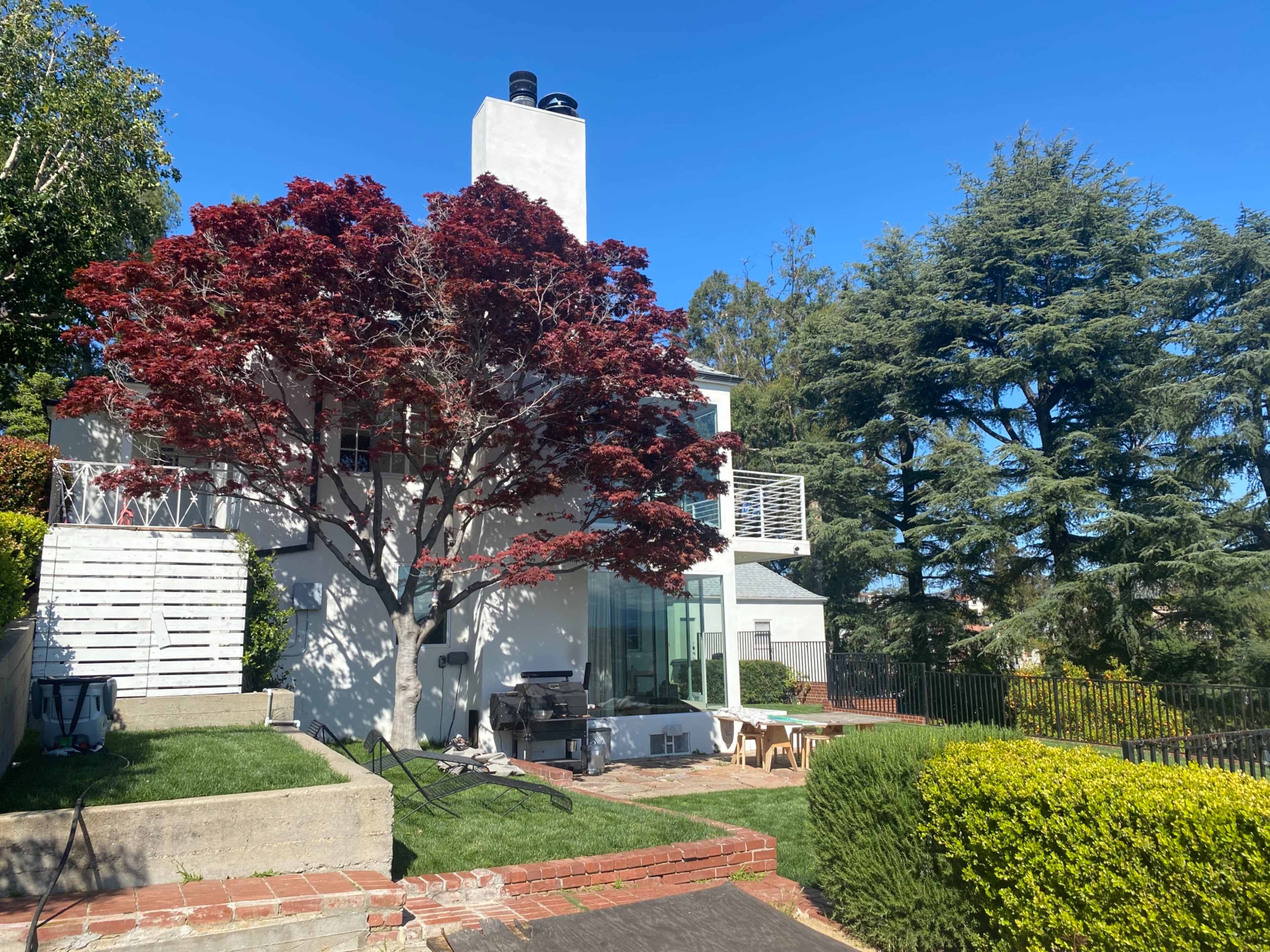 A modern house with a large red tree in the yard, surrounded by greenery and a clear blue sky.