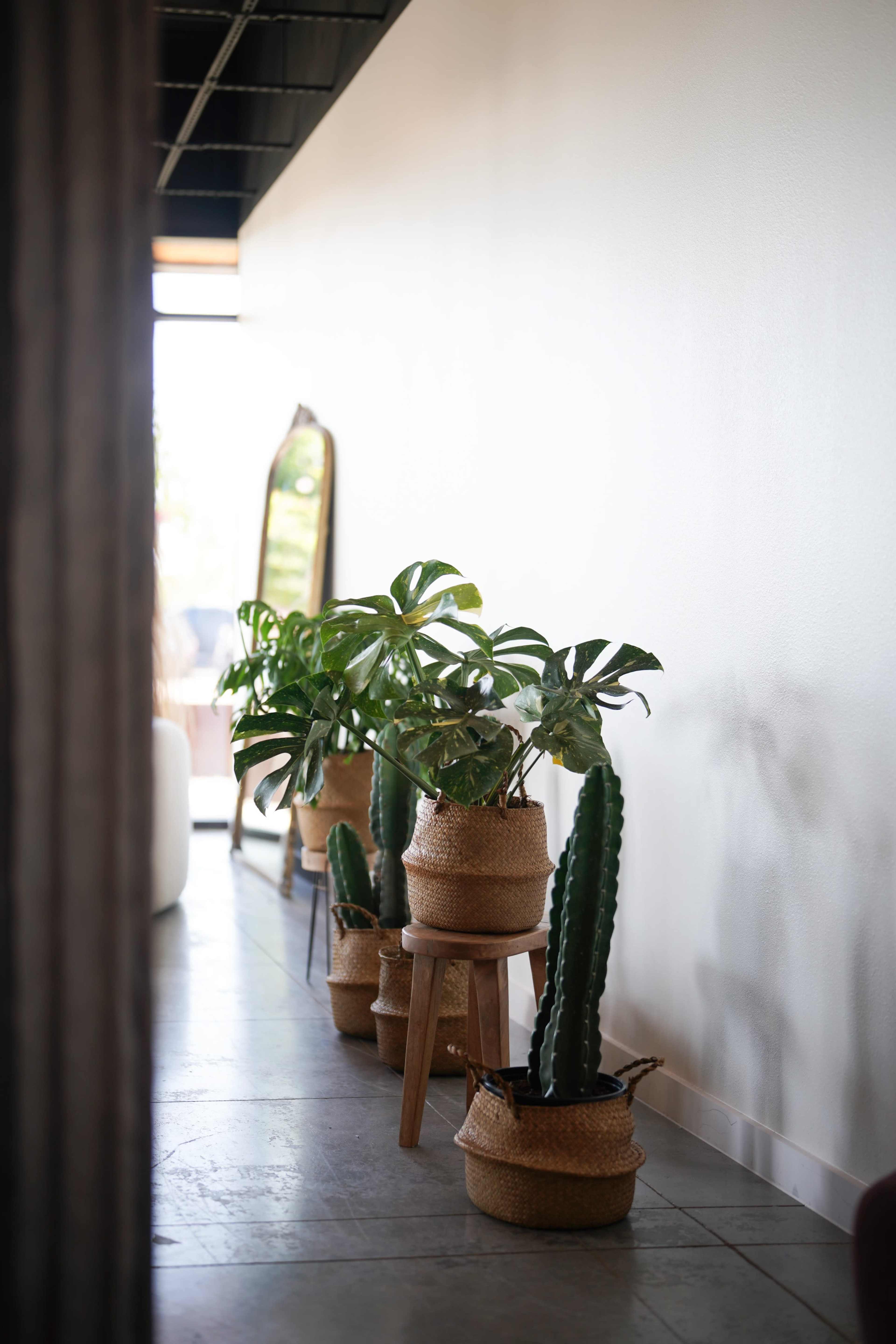 A narrow hallway features several potted plants placed in woven baskets along the floor against a white wall.