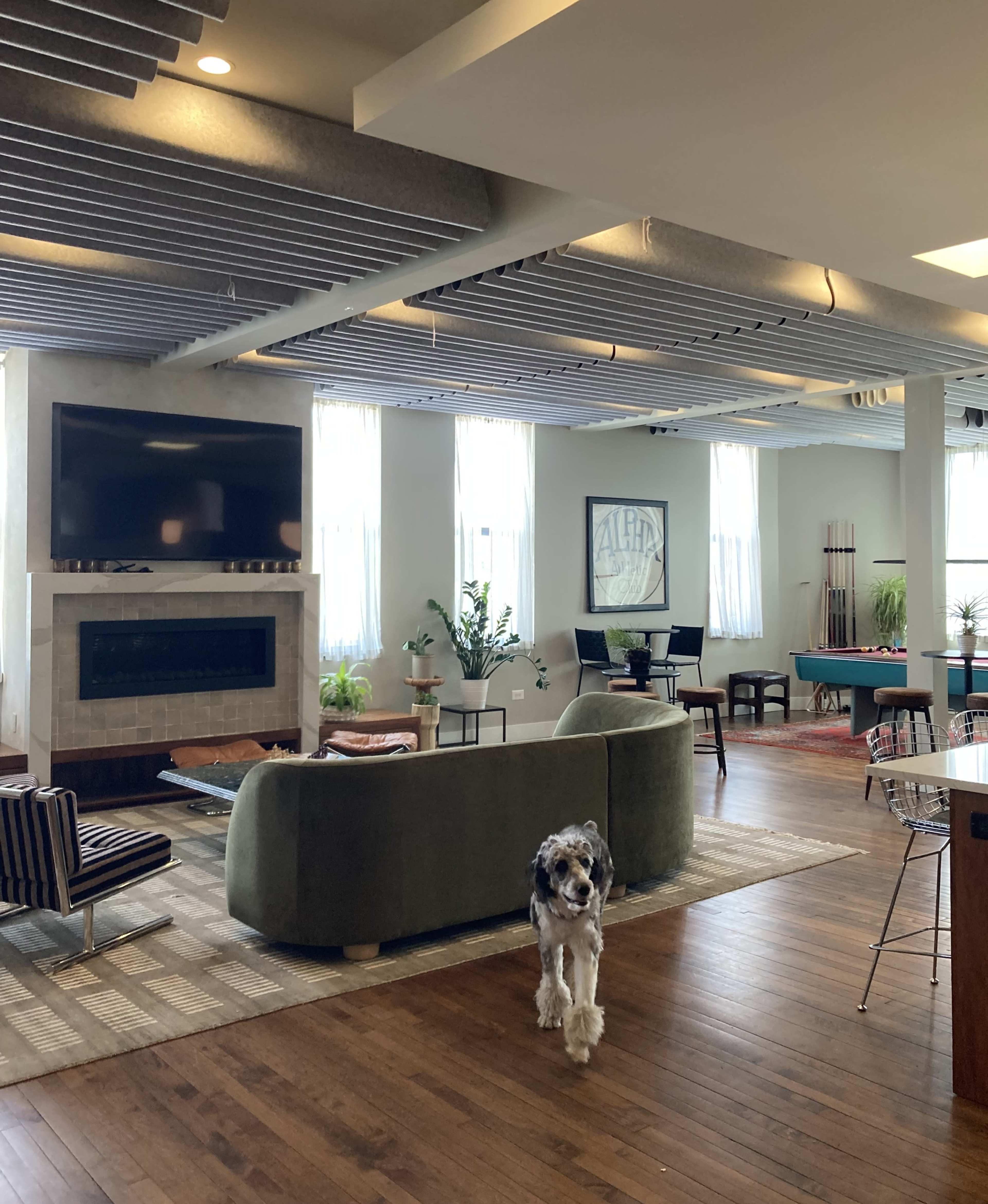 A dog walks through a spacious, modern living area featuring a green sofa, a fireplace, and various plants.