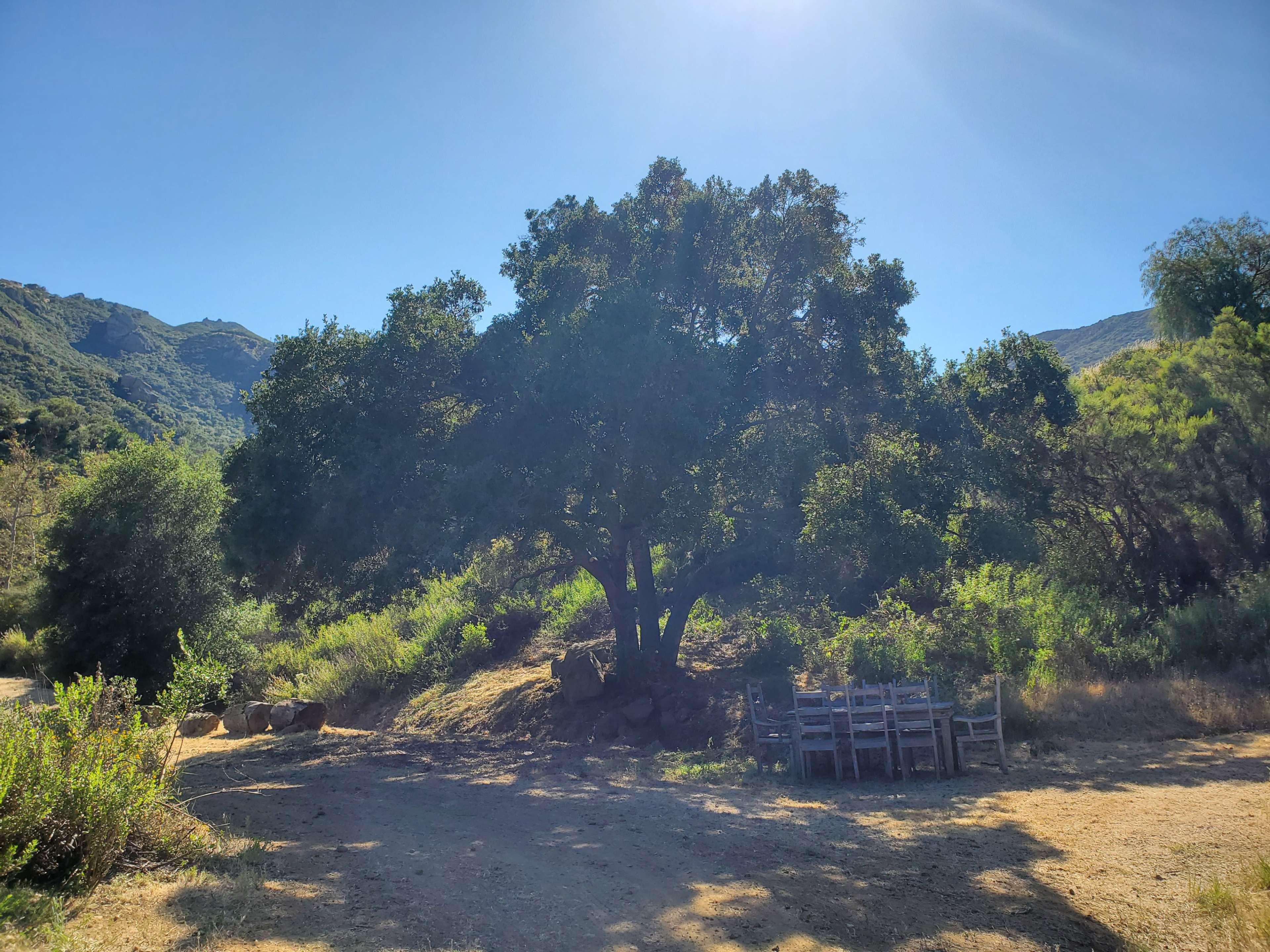 A large tree stands on a dirt path surrounded by greenery, with wooden chairs arranged nearby.