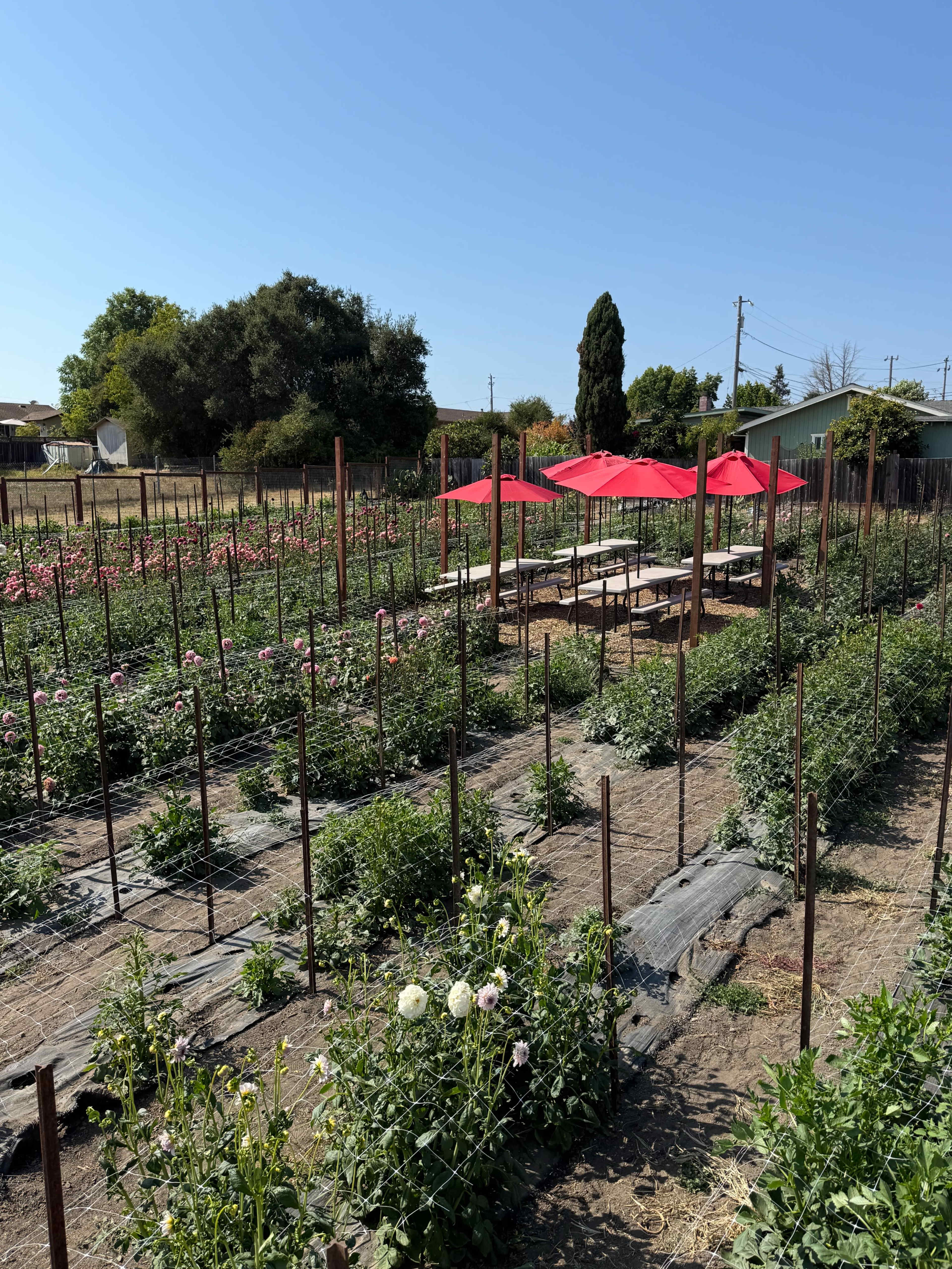 The image shows a vibrant flower field with rows of plants and several tables covered by red umbrellas.