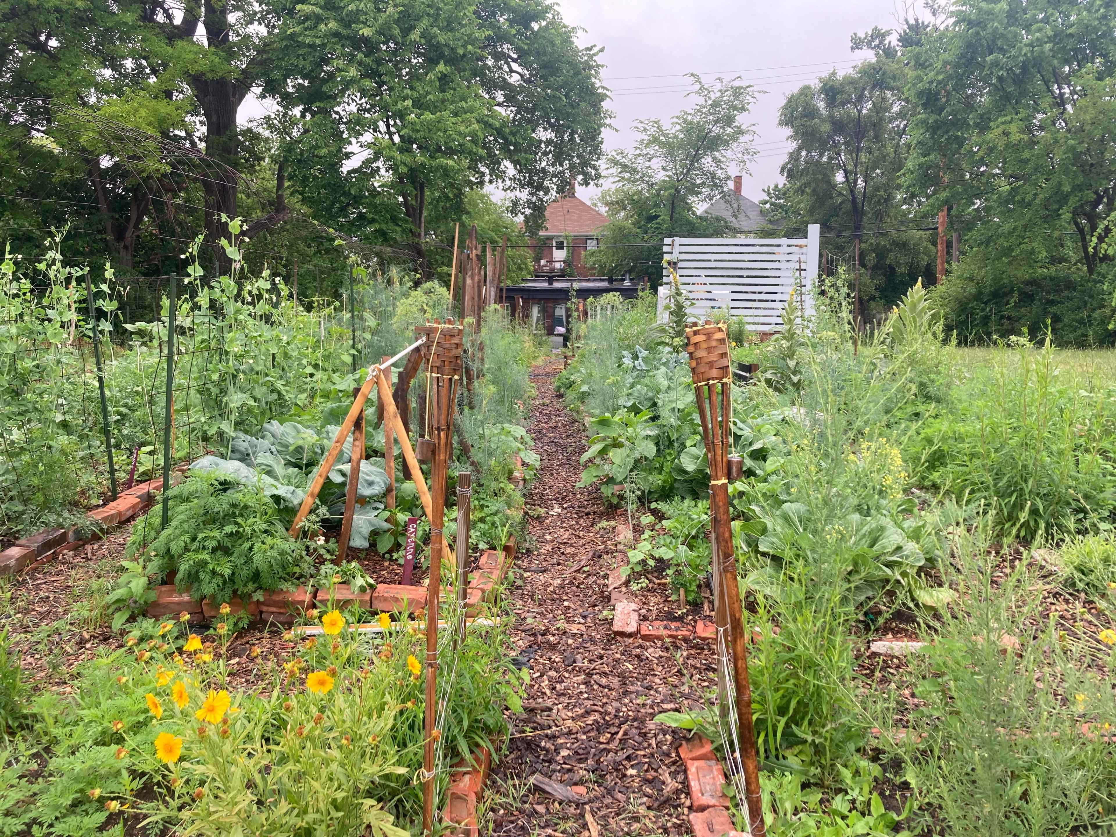 A path lined with vegetable plants and flowers runs through an organized garden with wooden trellises on either side.