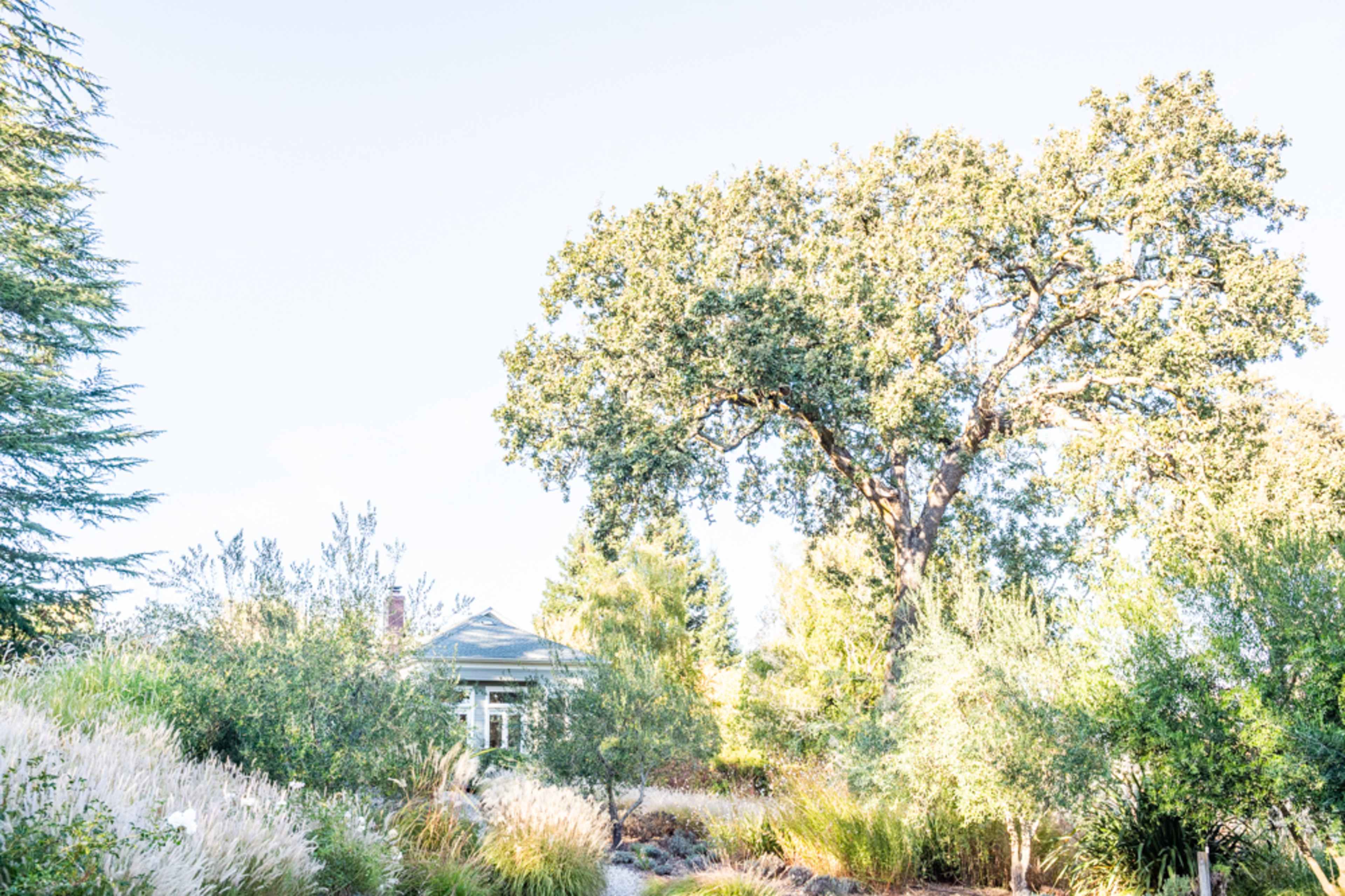 A large tree stands next to a house surrounded by lush foliage and ornamental grasses.