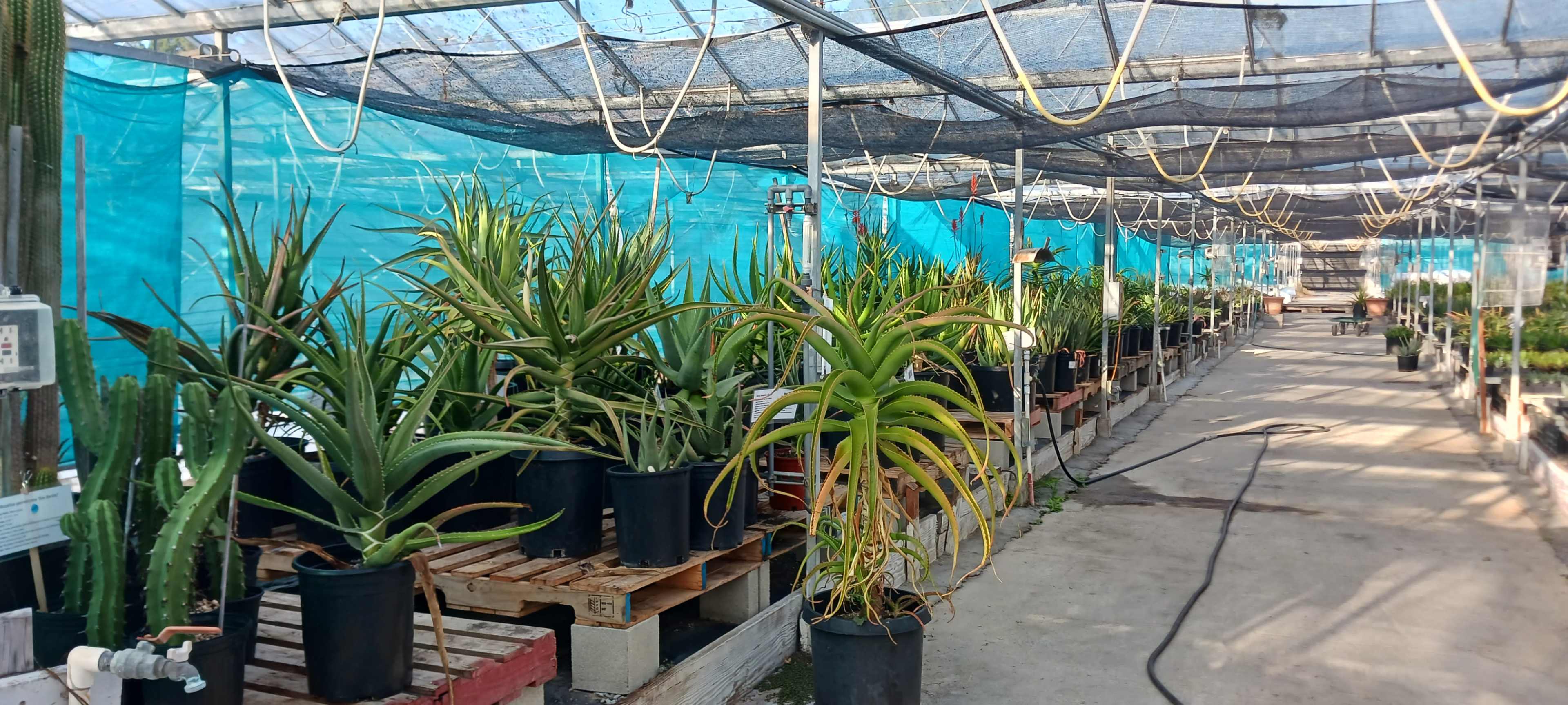 Hwy 1 Greenhouse with thousands of plants Image in Half Moon Bay, HalfMoon Bay, CA