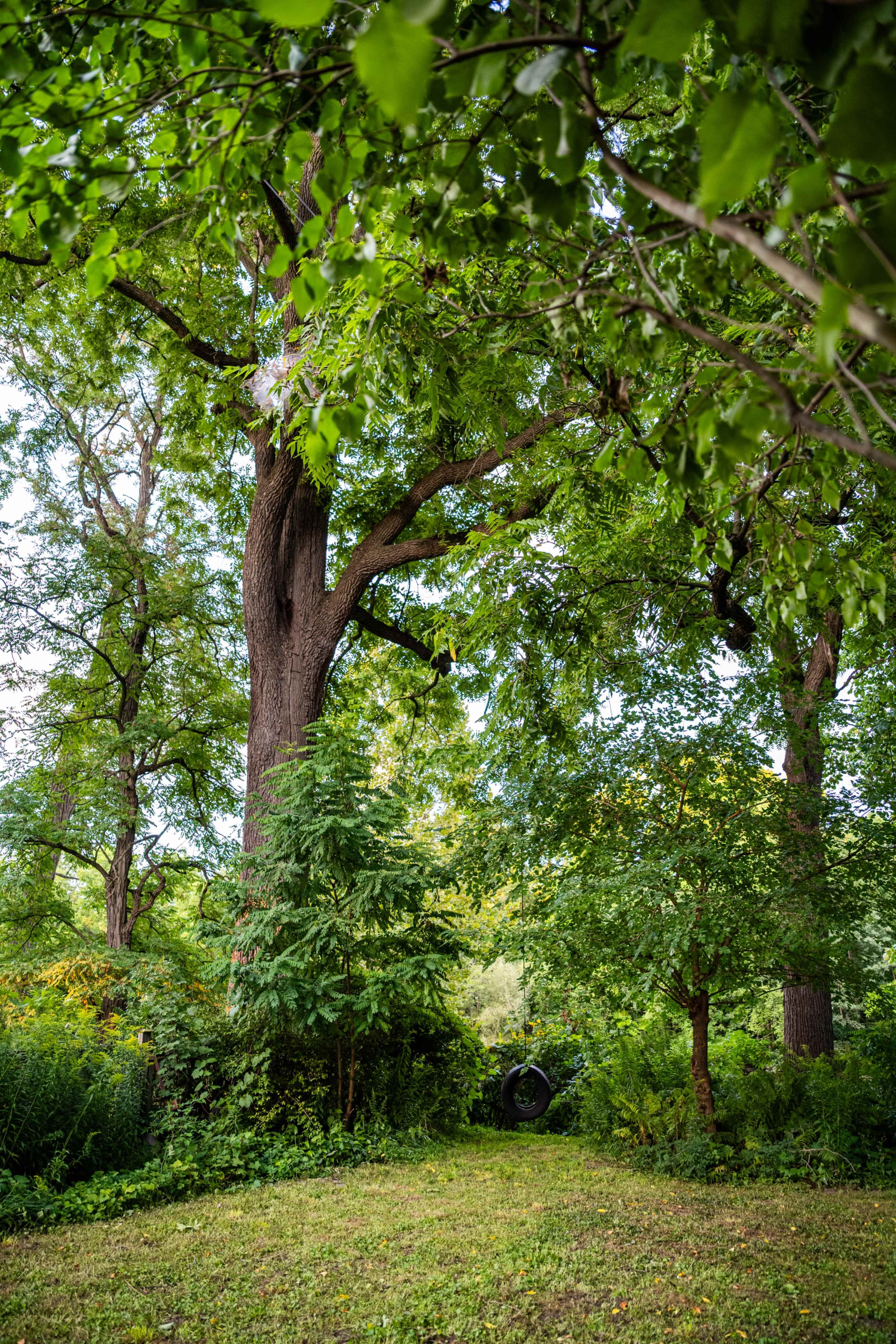The image shows a lush green garden with large trees and dense foliage surrounding a clear area of grass.