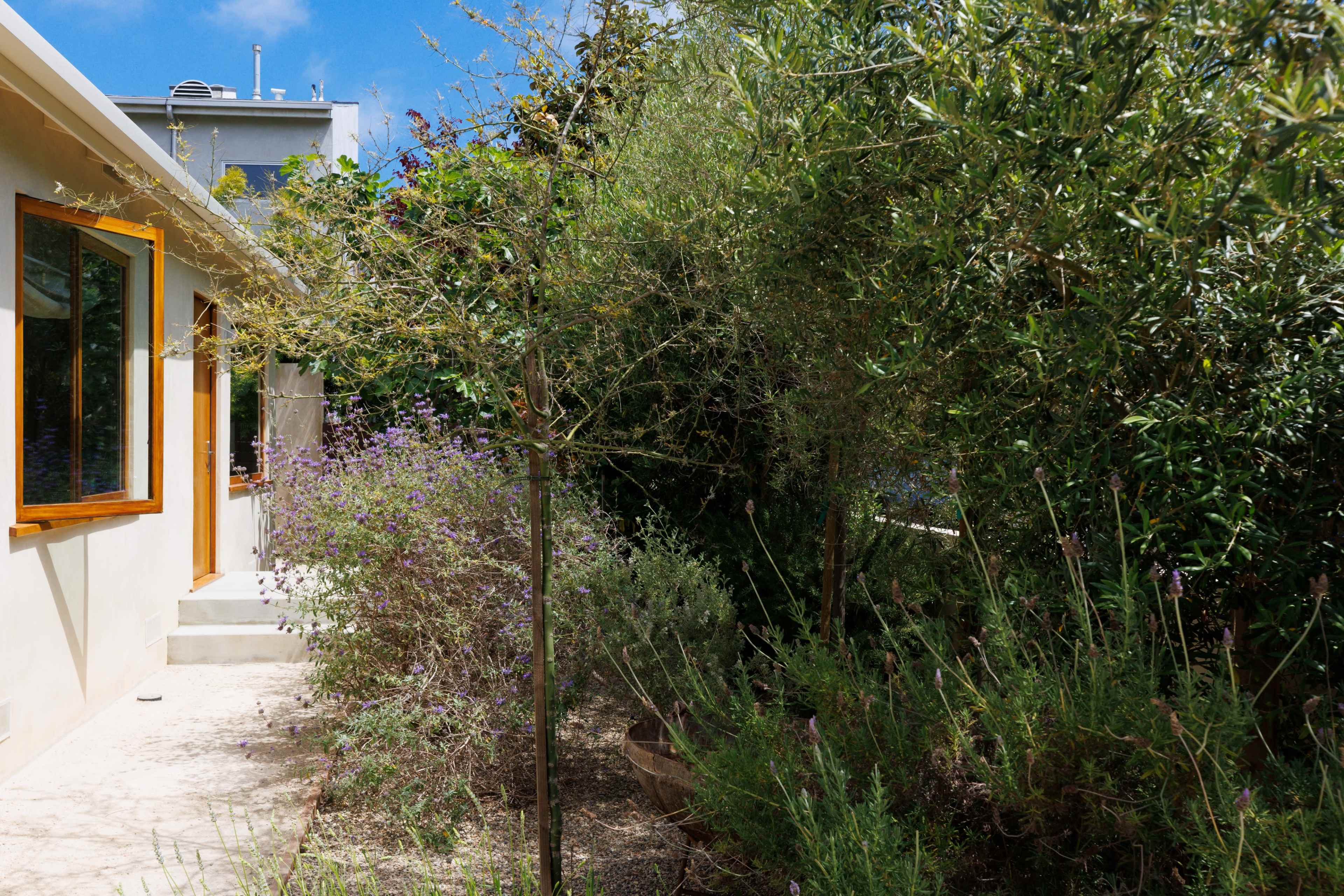 A pathway leads to a house bordered by various plants and shrubs in a garden setting.