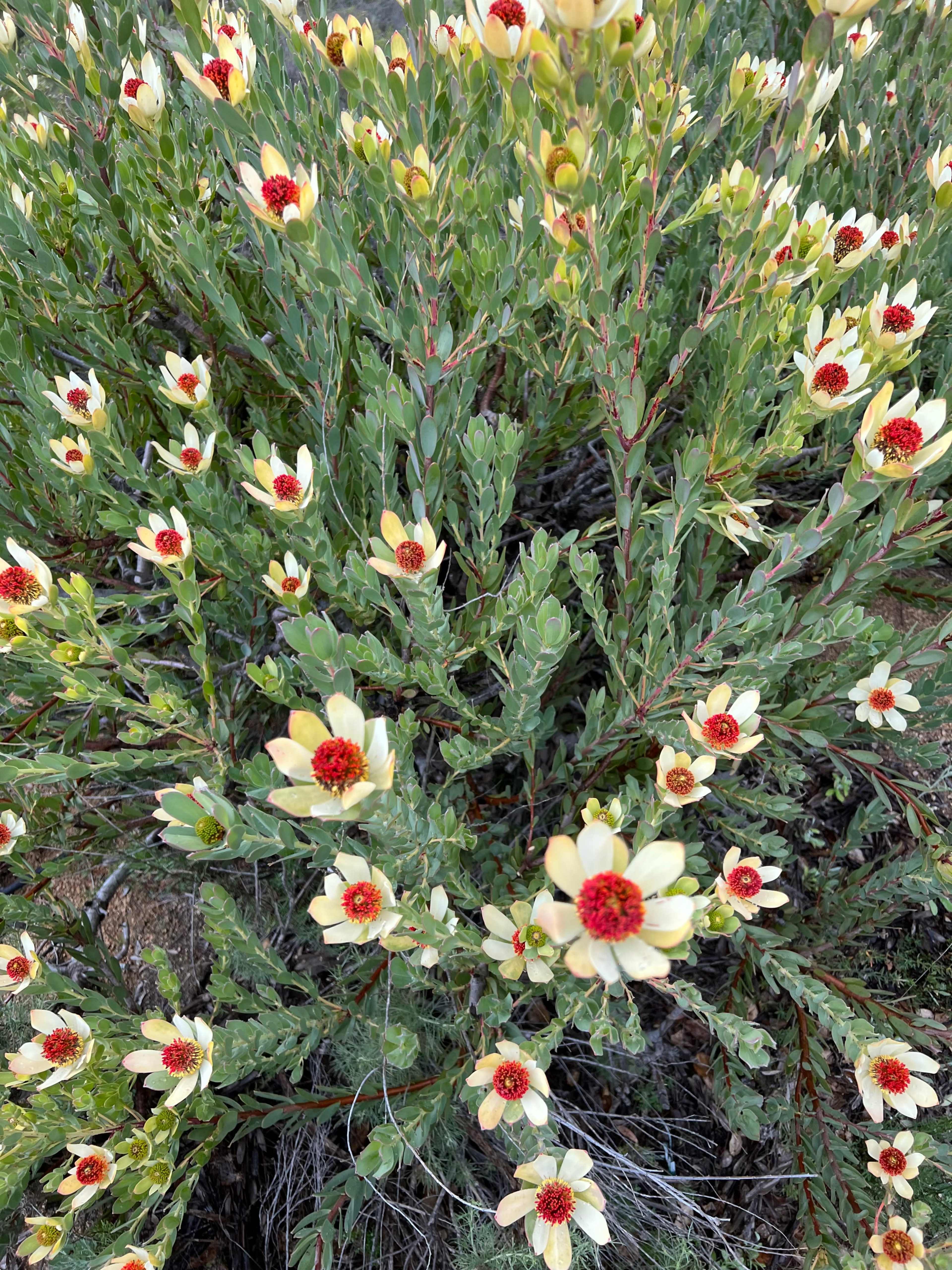 A dense cluster of flowering plants features yellow and red blooms surrounded by green foliage.