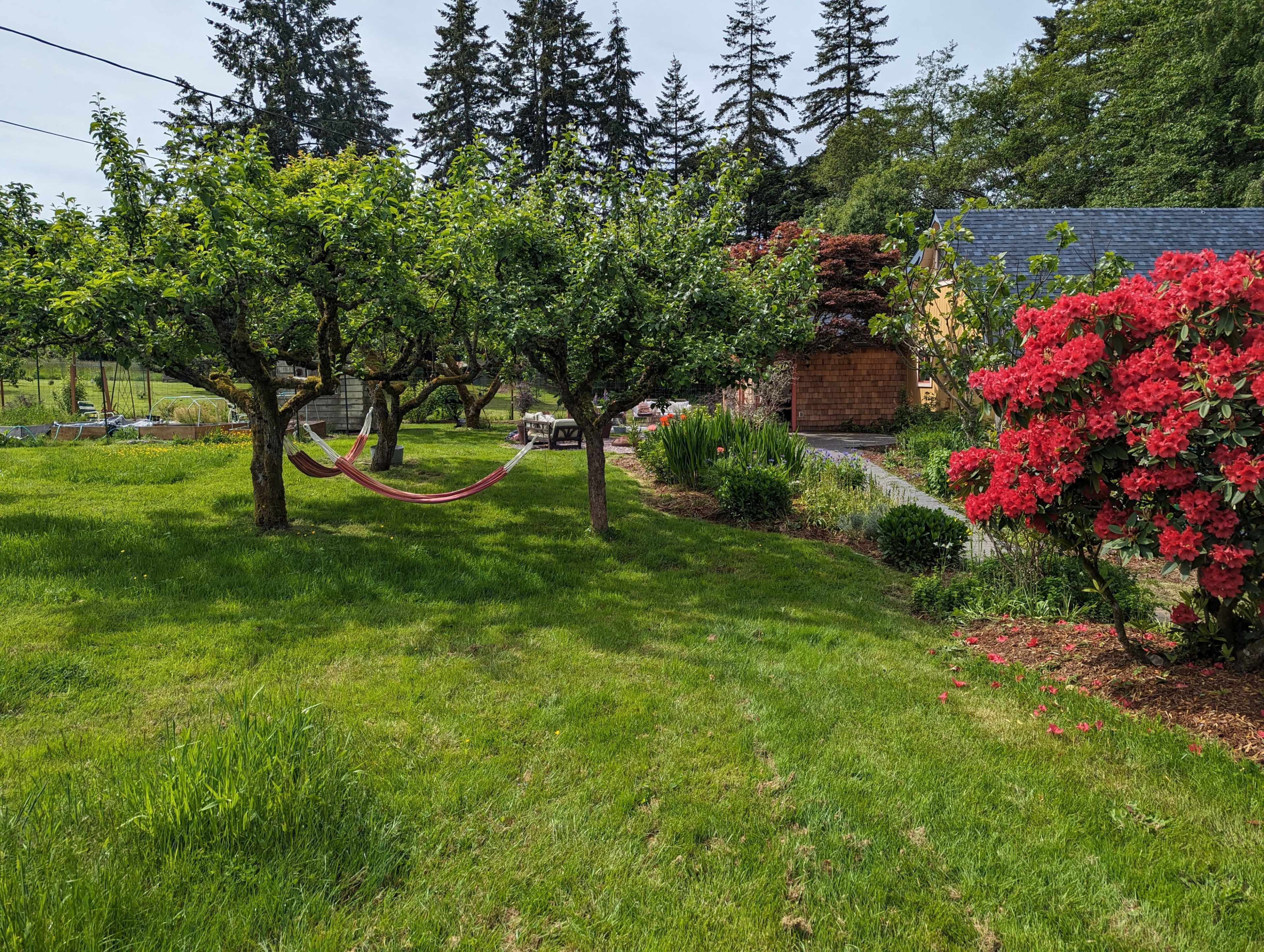 A hammock is suspended between two trees in a green yard adorned with blooming azaleas and surrounding tall evergreen trees.