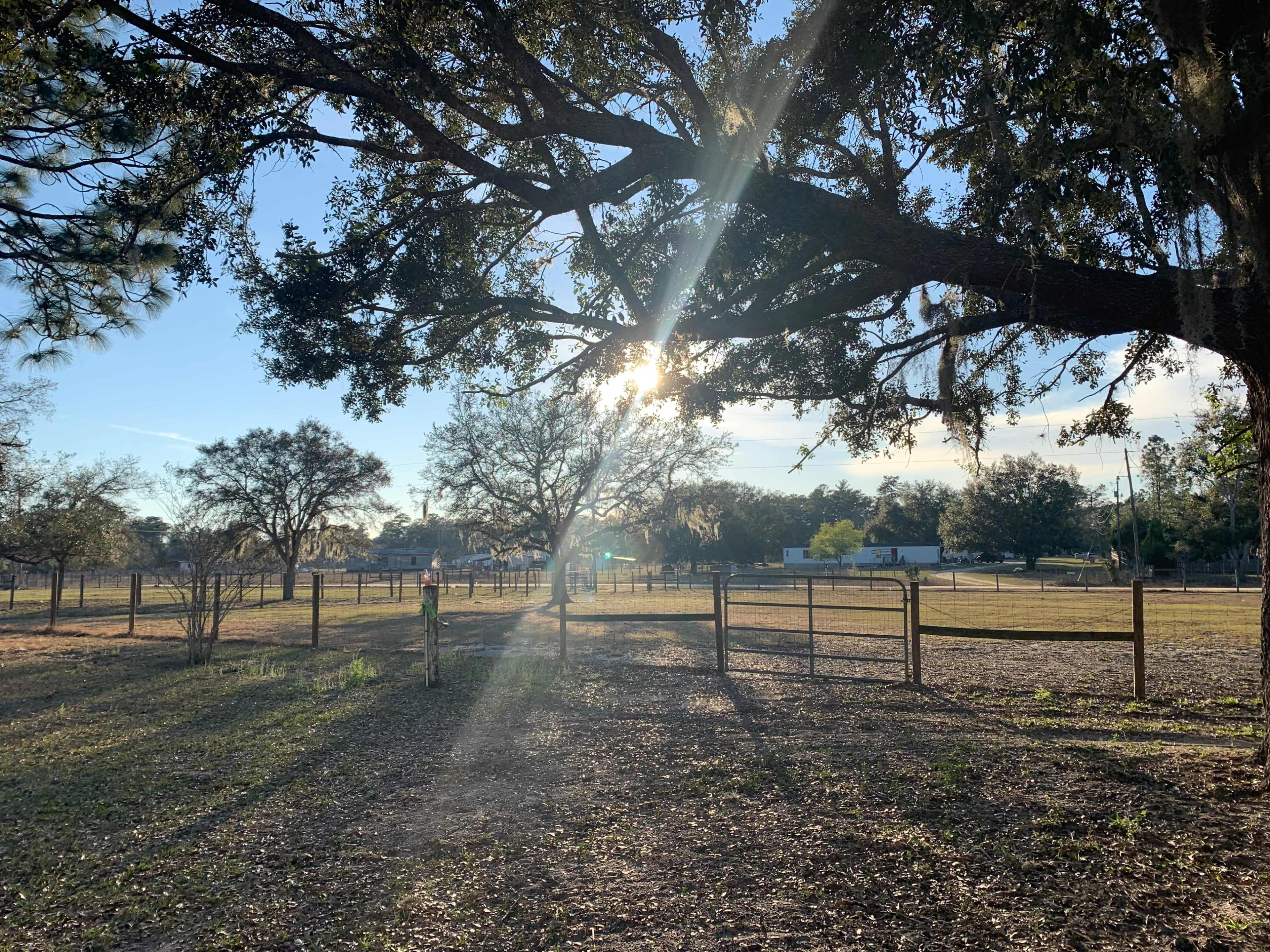 A sunlit rural landscape with tall trees and a fenced area under a clear sky.