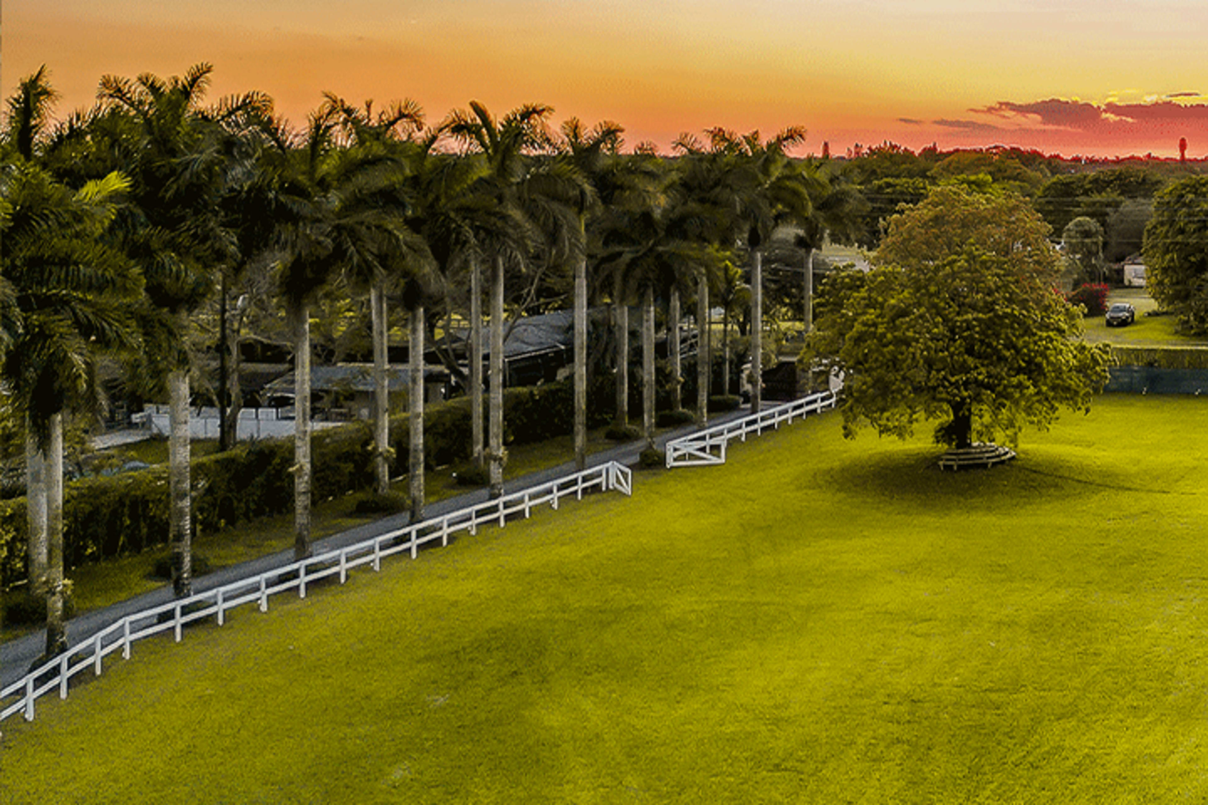 The image shows a lush green field bordered by tall palm trees under a vibrant sunset sky.