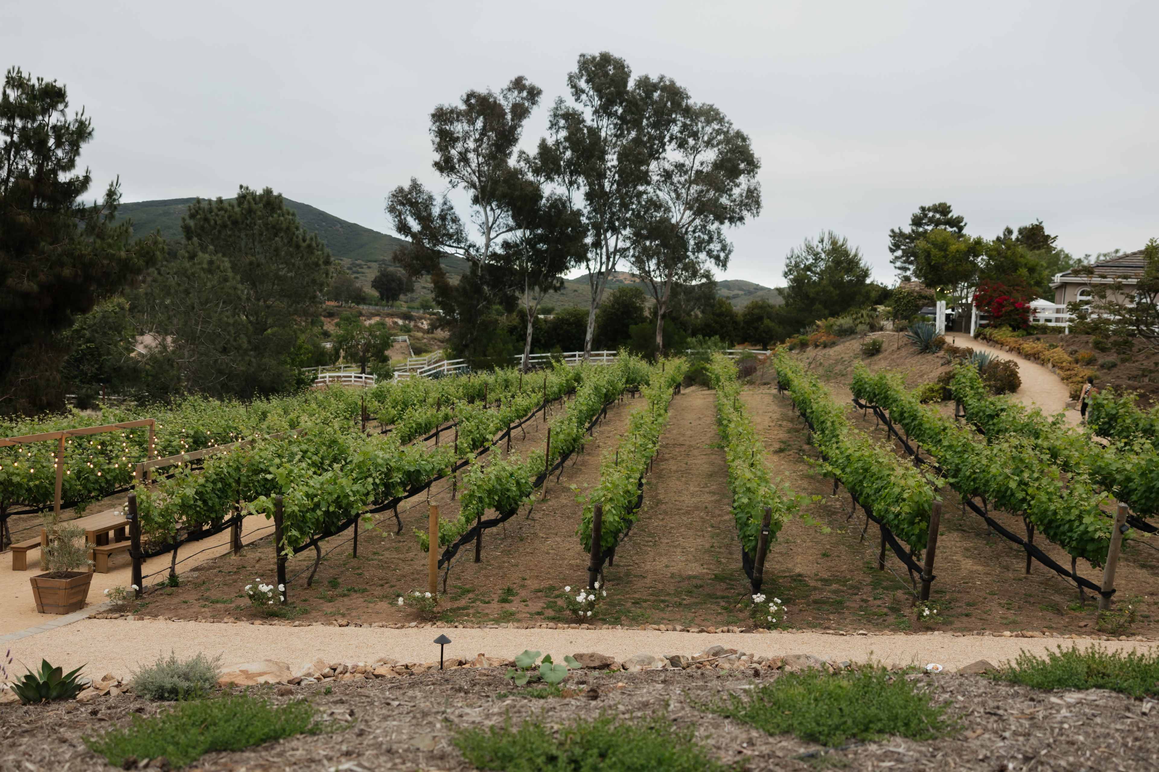 Private Vineyard Space Image in Elfin Forest, Elfin Forest, CA